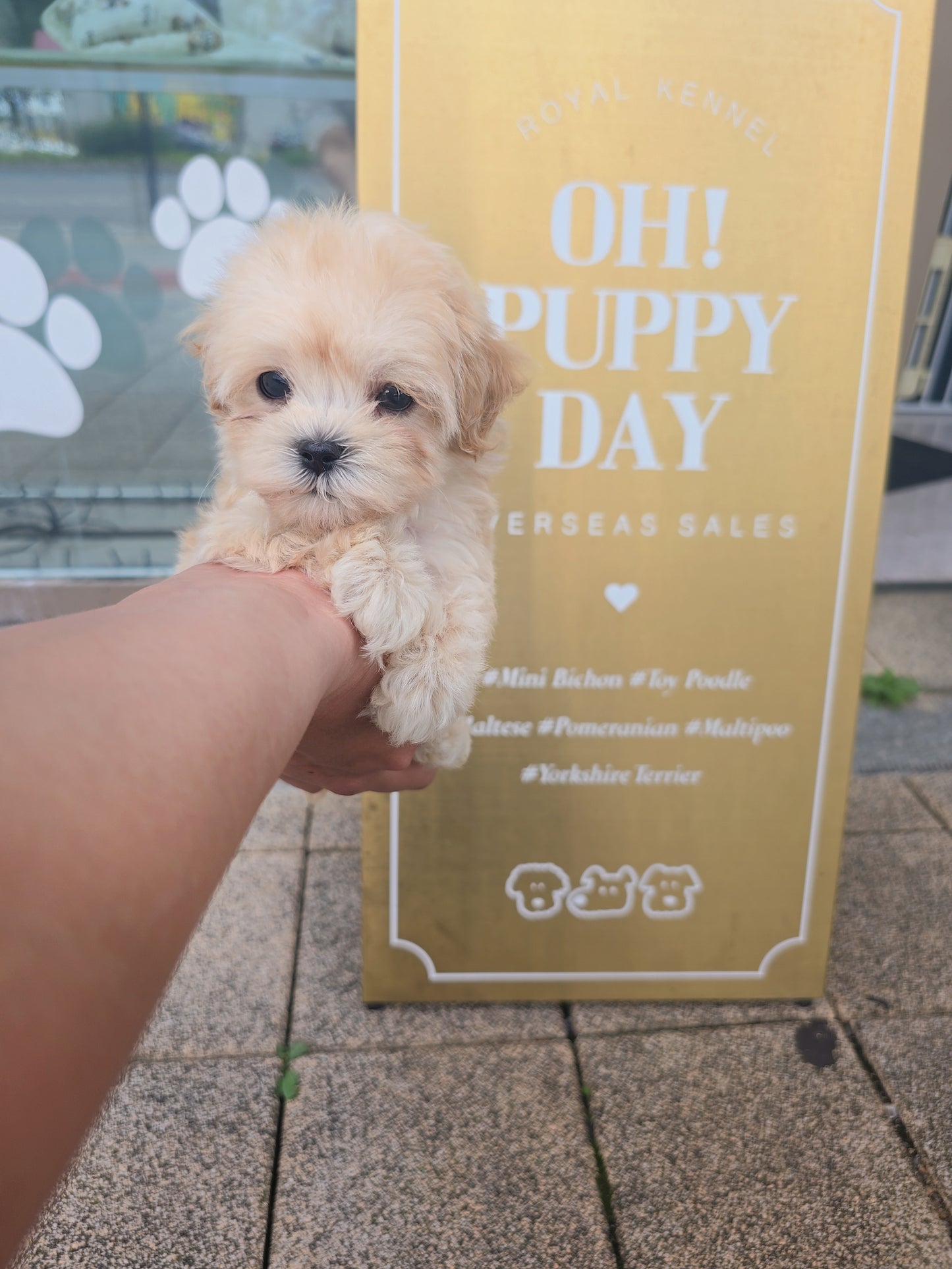 Mini Maltipoo- Cookie (Singapore shipping fee included)