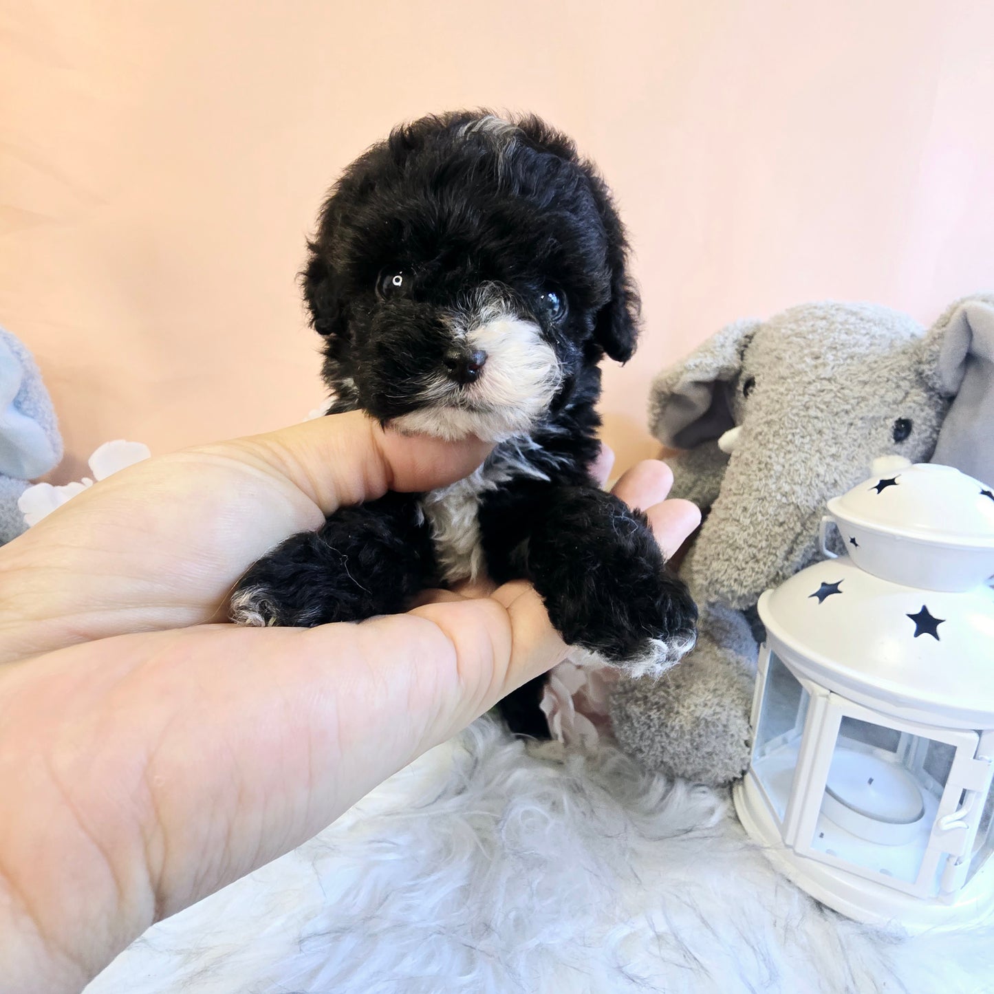 poodle for sale-Bruno