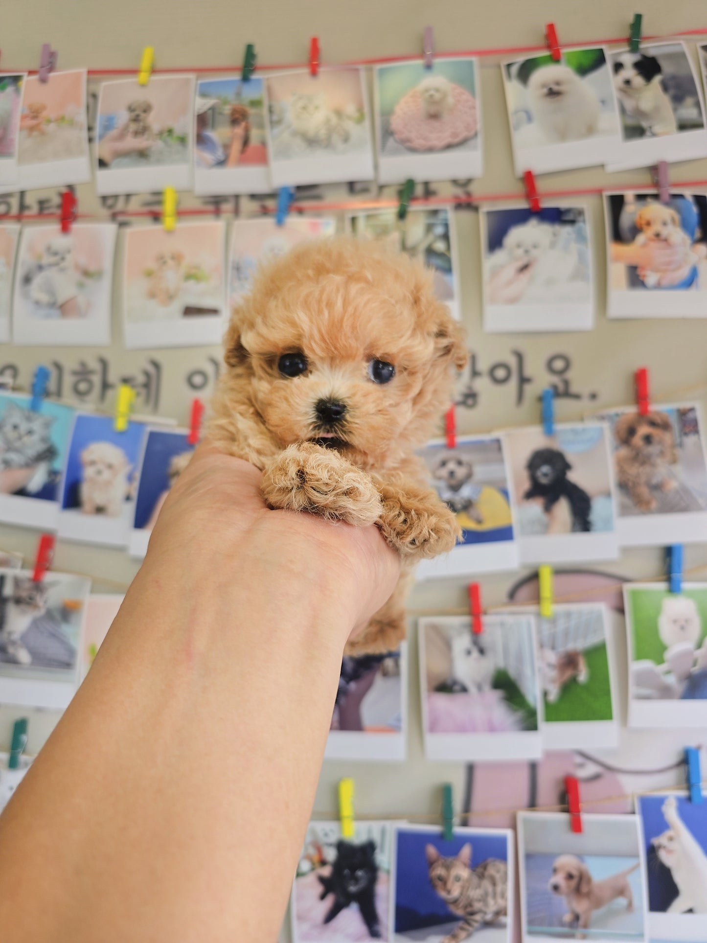 Toy poodle- Max (Singapore shipping fee included)