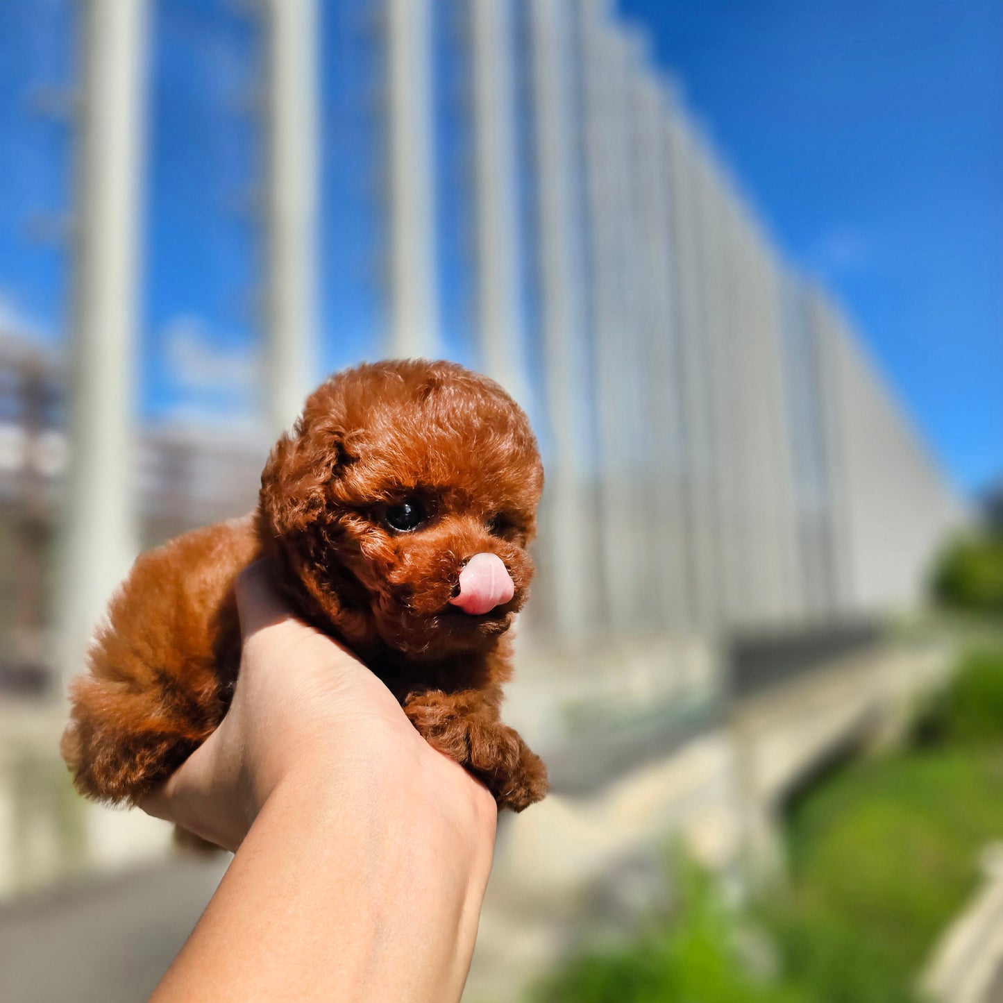 Tiny poodle- Teddy (Singapore shipping fee included)