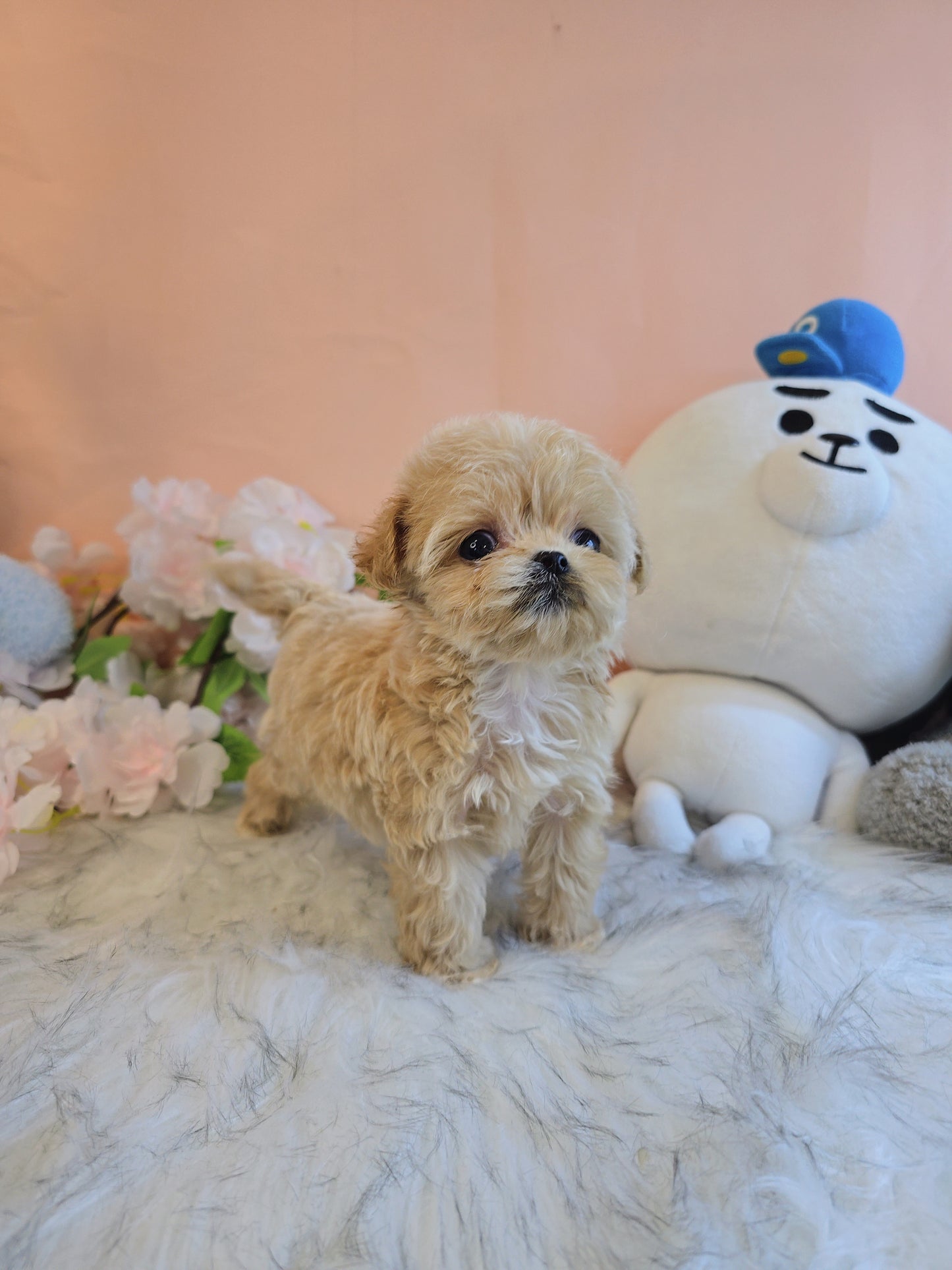 Mini Maltipoo- Molly (Singapore shipping fee included)