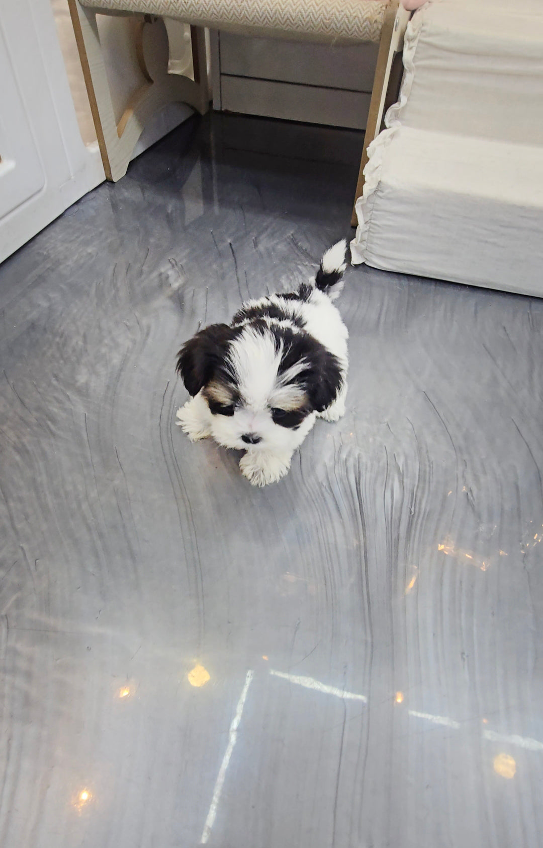 Mini Maltipoo for sale-Angel