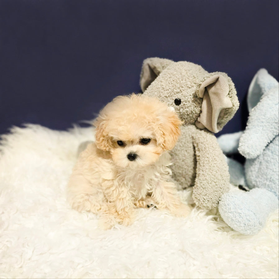 Toy poodle for sale-luna