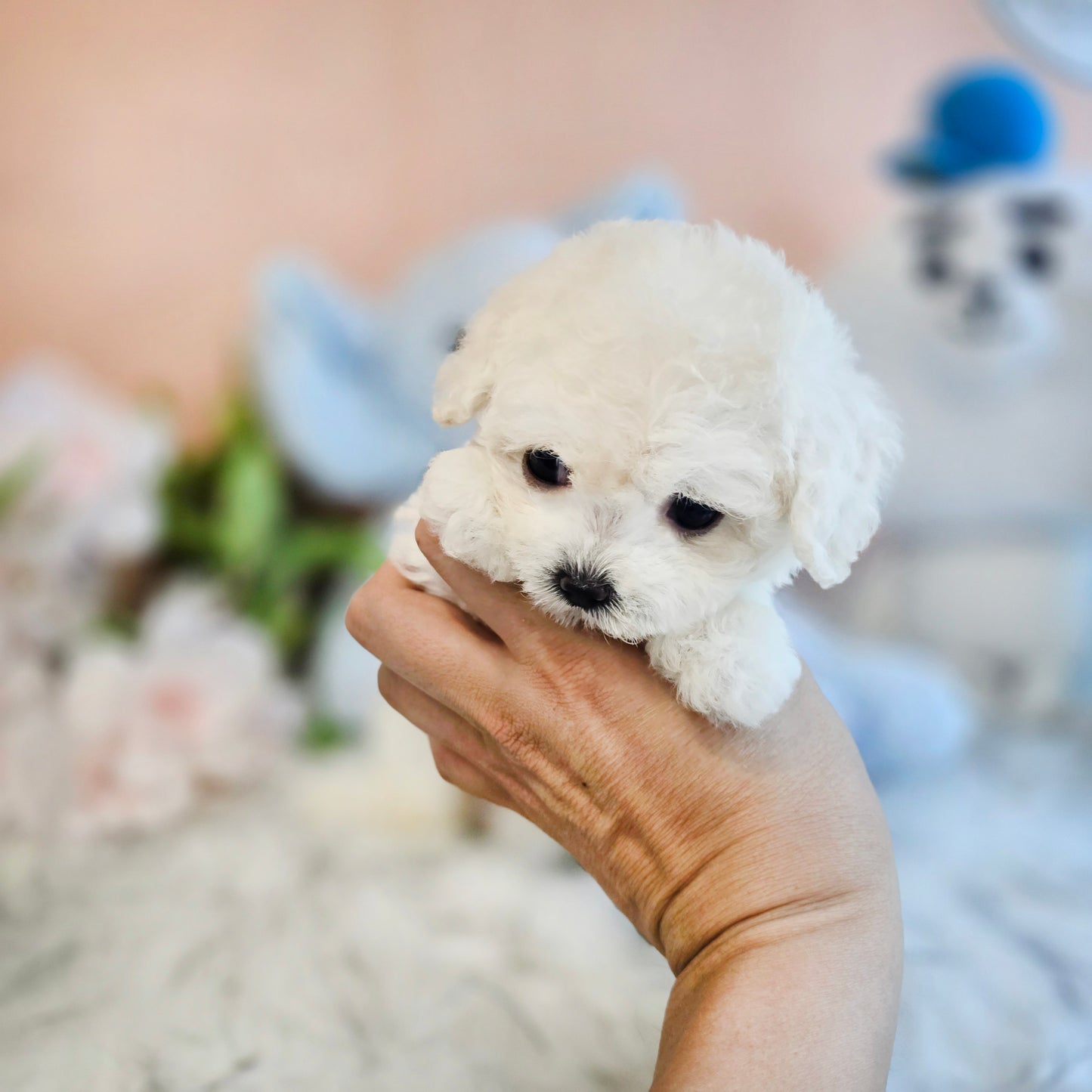 Mini Bichon Frise- MANGO (Singapore shipping fee included)