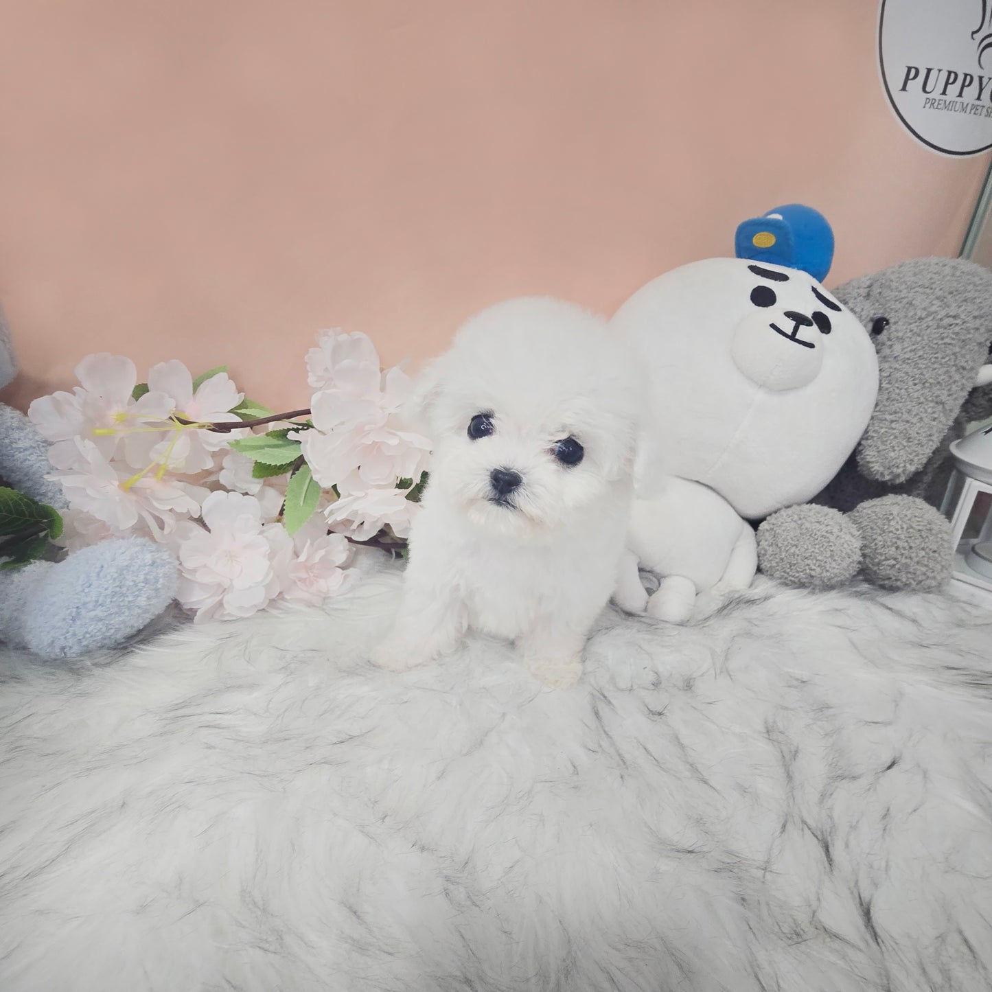 Mini Bichon - Lily (Singapore shipping fee included)