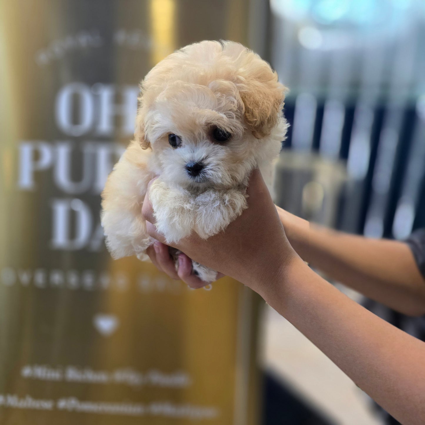 Mini Maltipoo- VIVI (Singapore shipping fee included)