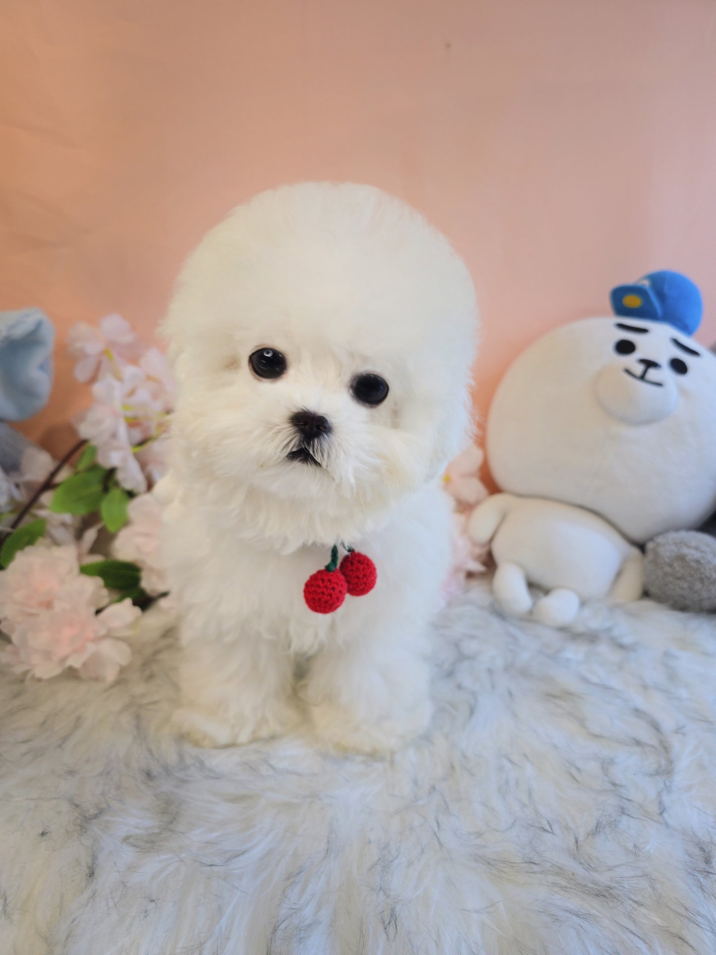 Mini Bichon - MANGO (Singapore shipping fee included)