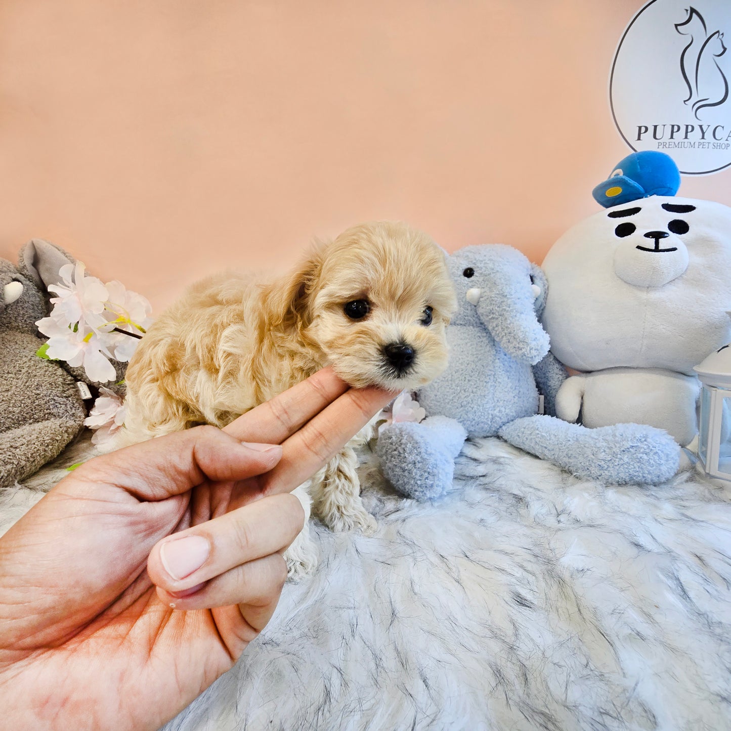 Mini Maltipoo- NATASHA (Singapore shipping fee included)