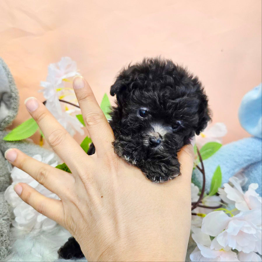 Tiny poodle- Tiana (Singapore shipping fee included)