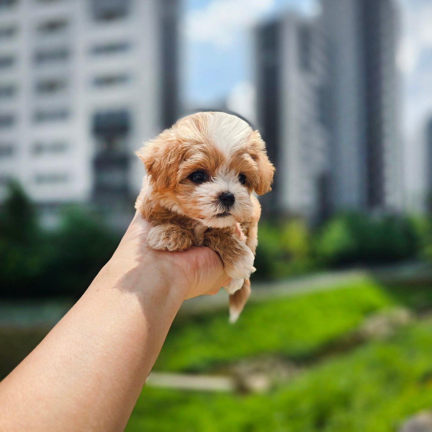 Mini Maltipoo- LUCY(Singapore shipping fee included)