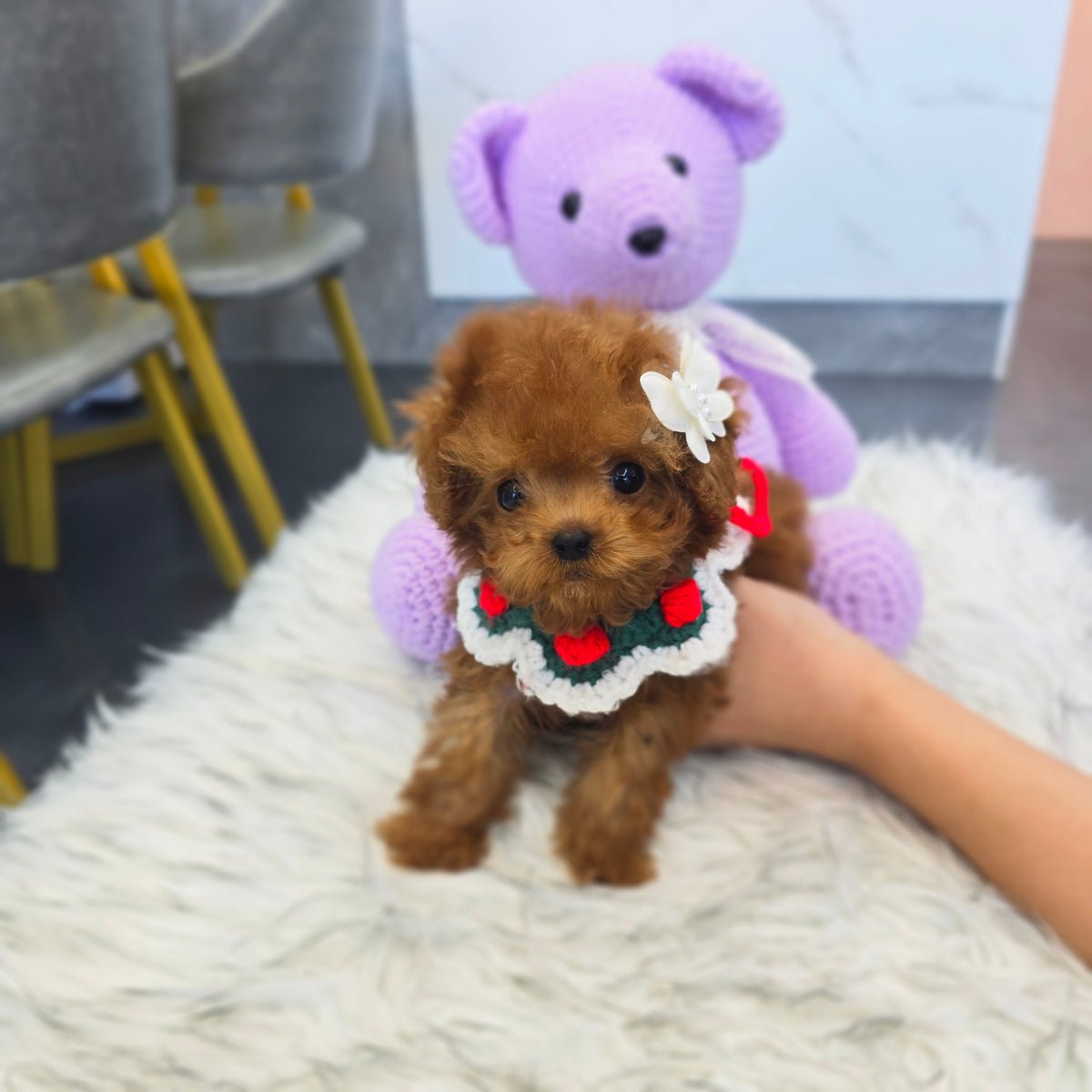 Toy poodle for sale-Adam