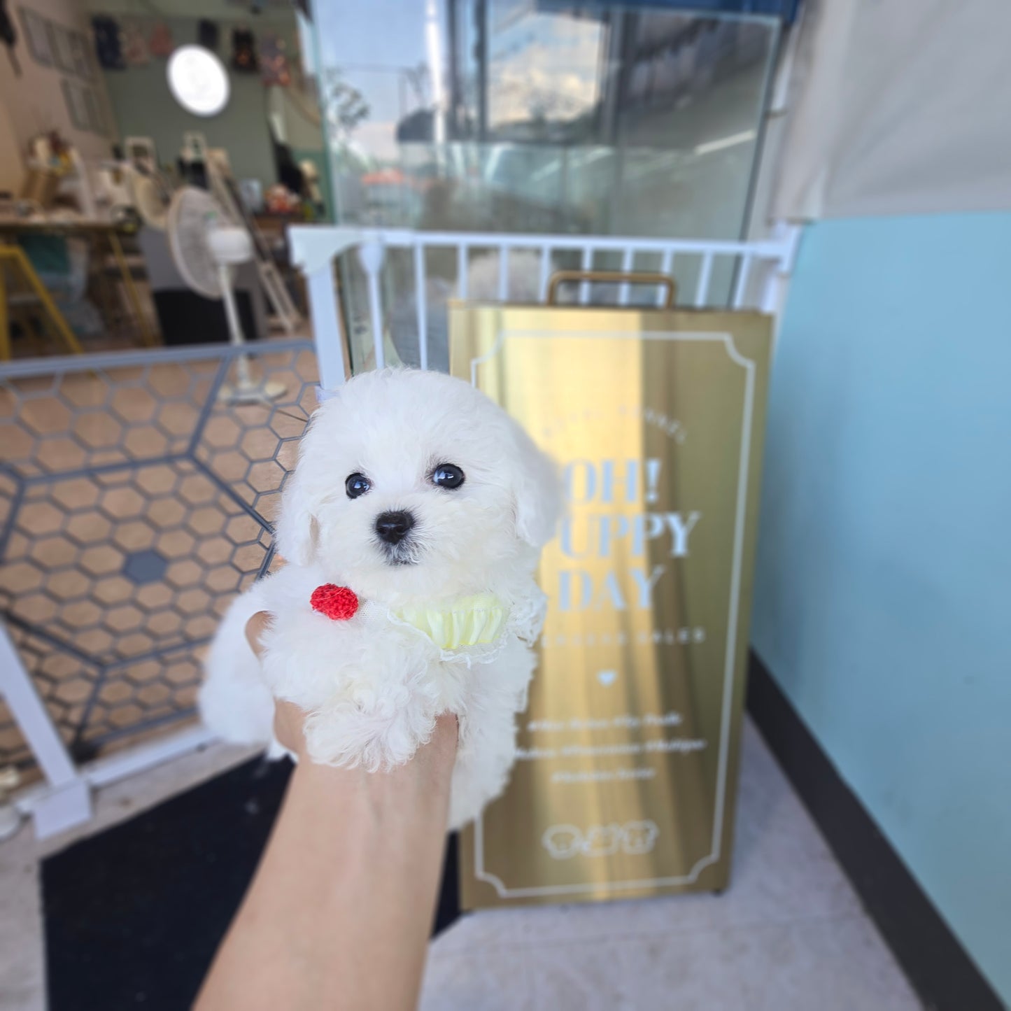 Mini Bichon Frise- GOME (Singapore shipping fee included)