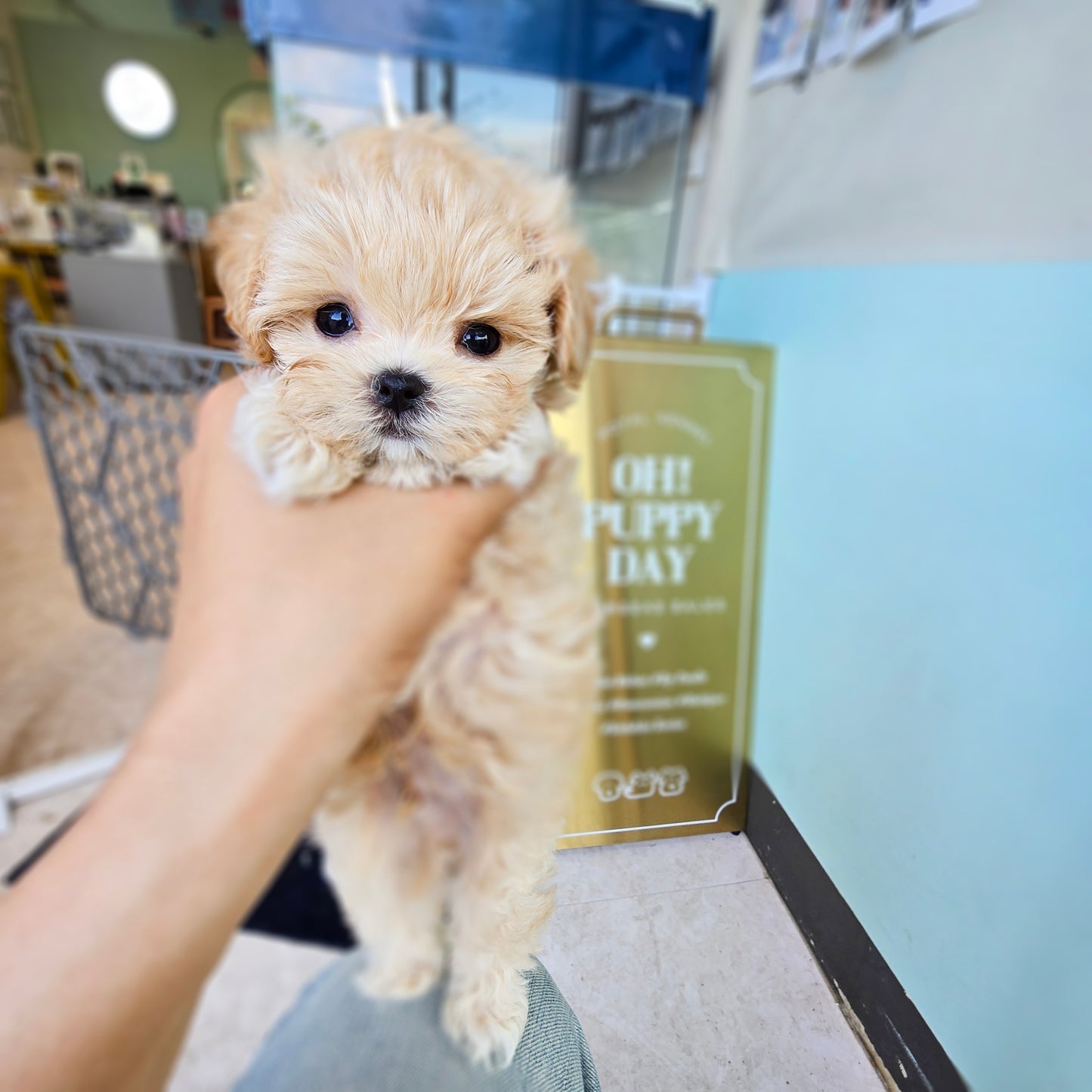 Mini Maltipoo- Mickey (Singapore shipping fee included)