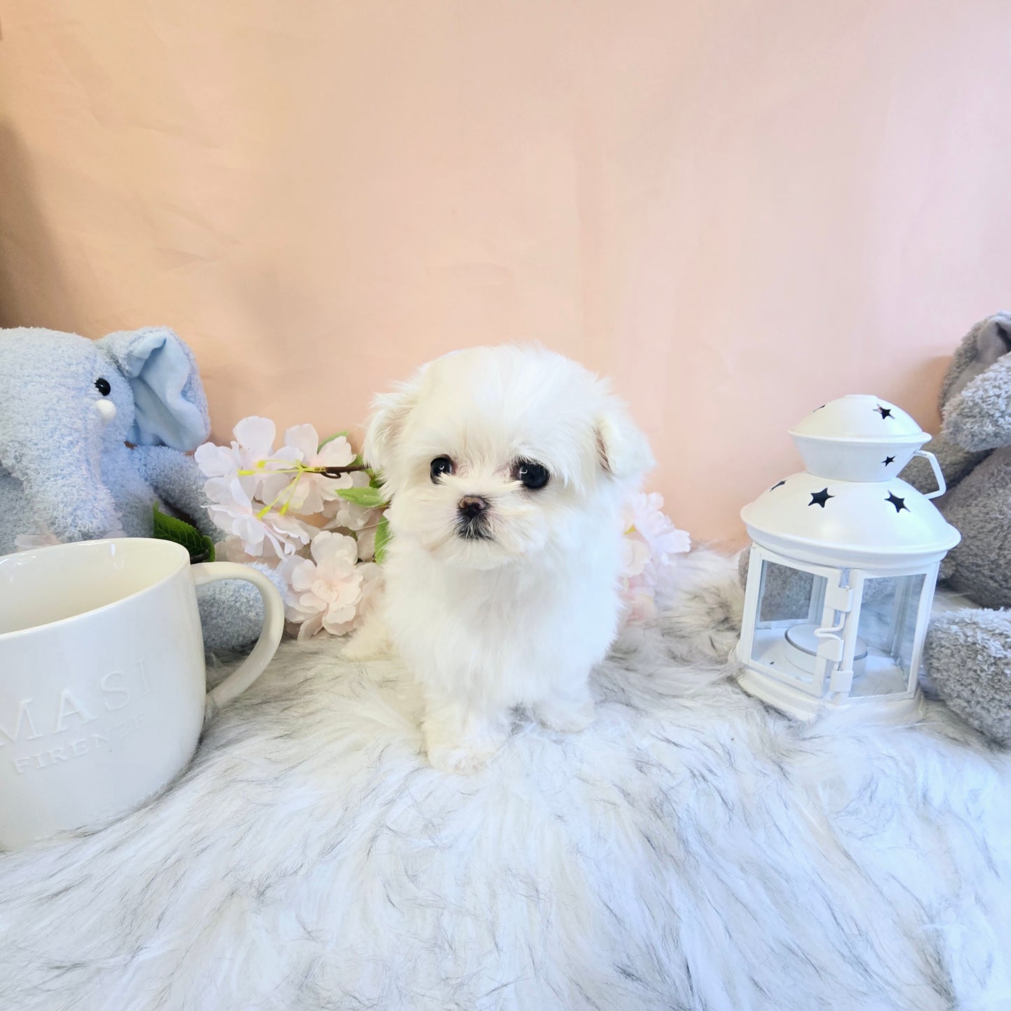 Mini Maltese for sale - Sasha