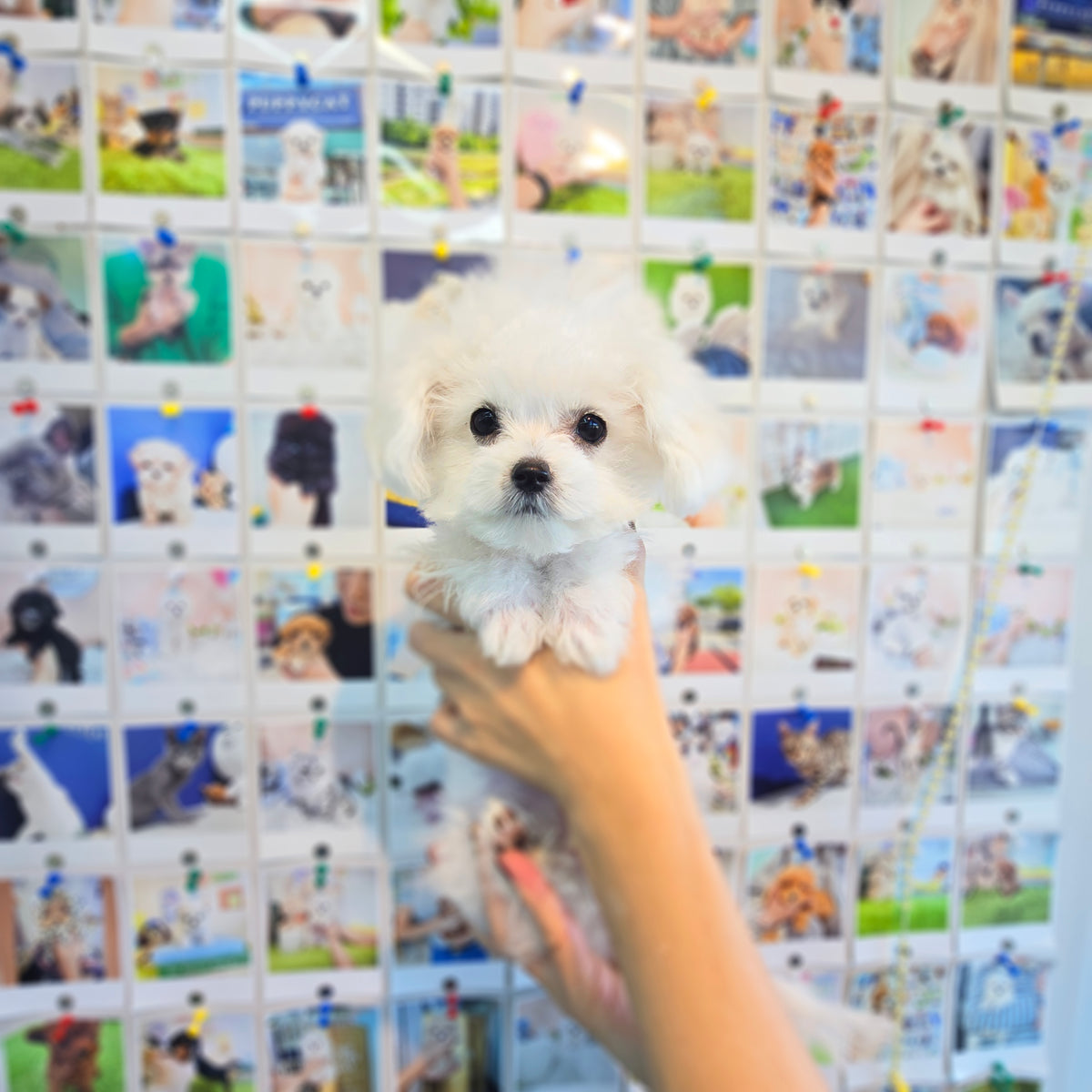 Mini Bichon Frise for sale-Hera