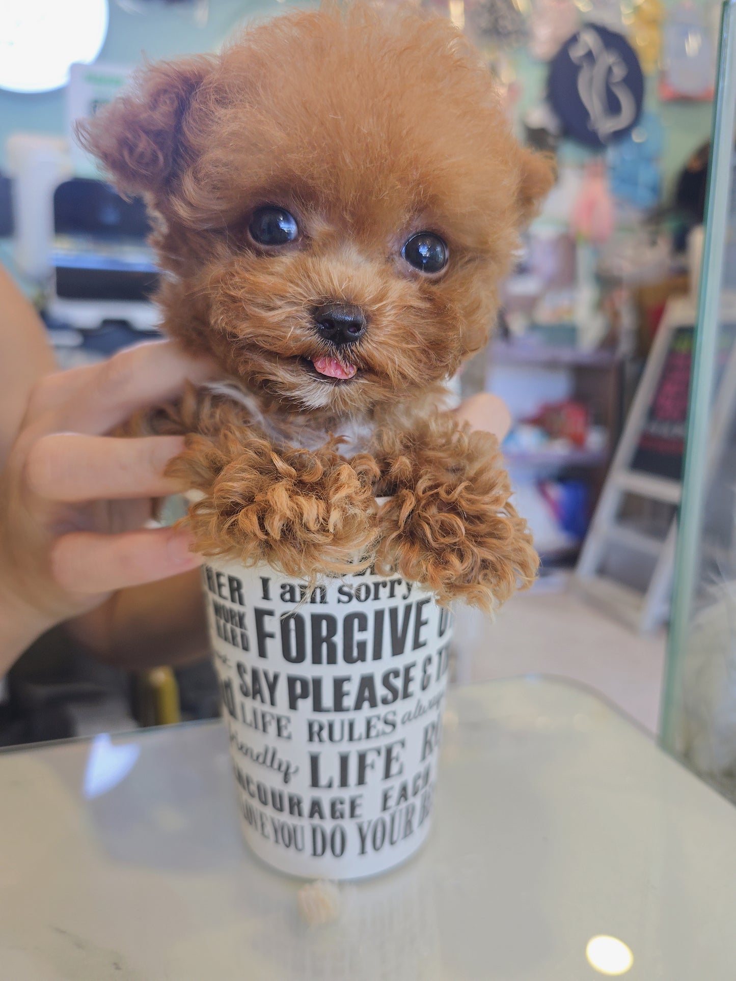 Toy poodle for sale-Toby