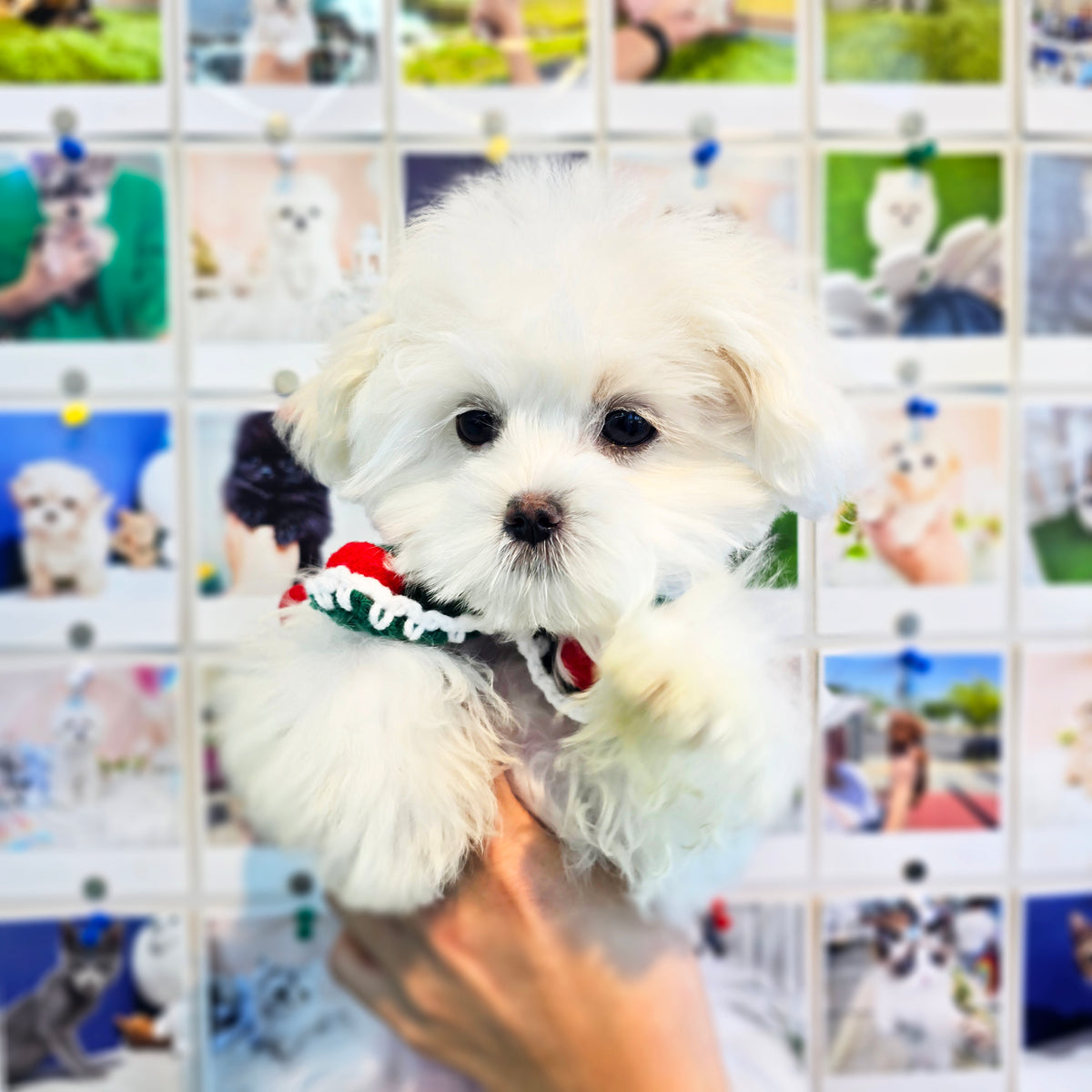 Maltipoo for sale-Gomsun
