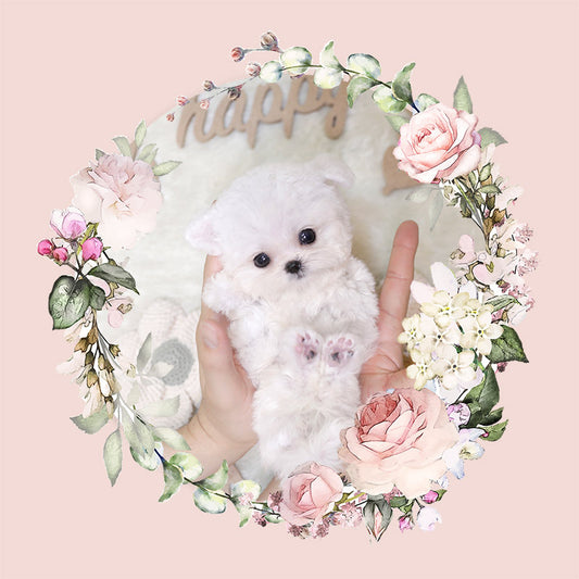 Mini Bichon Frise-Tiffany (Singapore shipping fee included)