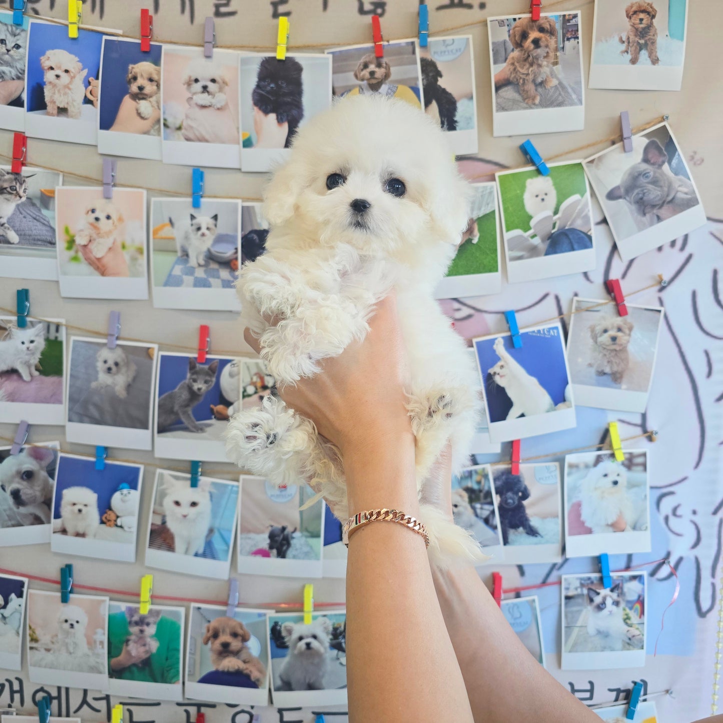 Mini Bichon Frise for sale-Seolki