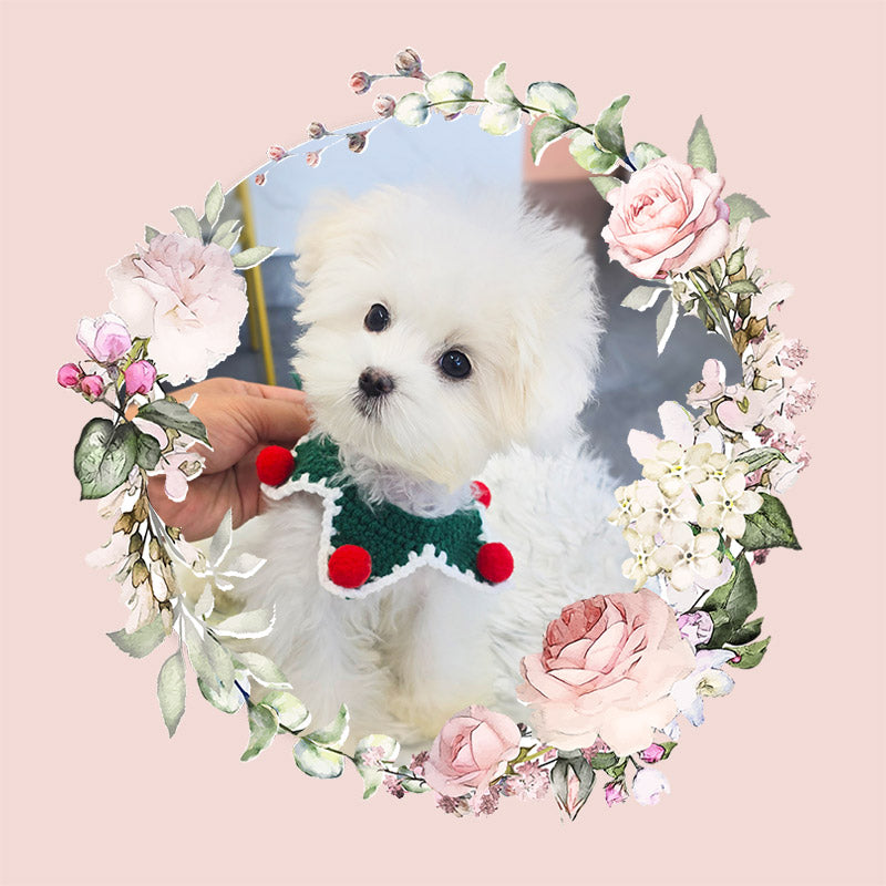 Maltipoo- Gomsun (Singapore shipping fee included)