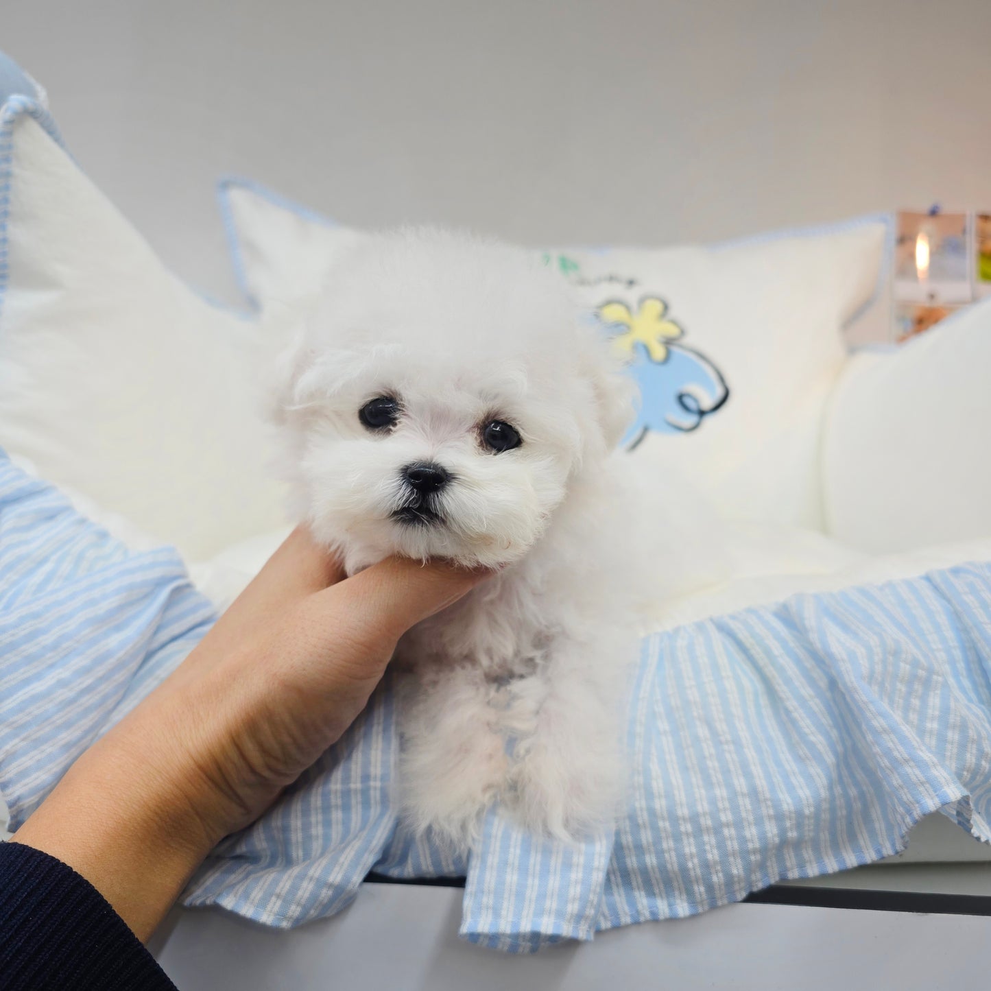 Mini Bichon Frise for sale-Youngsuk