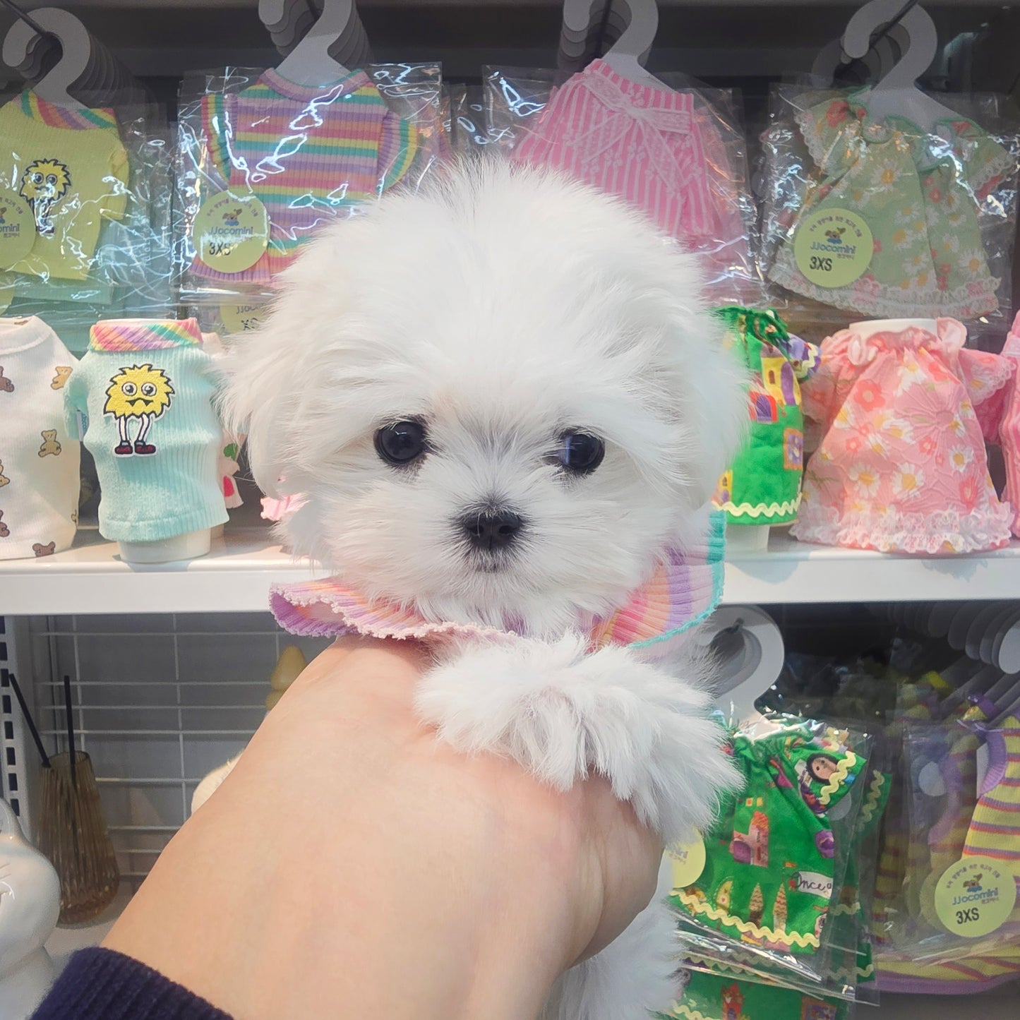 Mini Maltese for sale - sunja