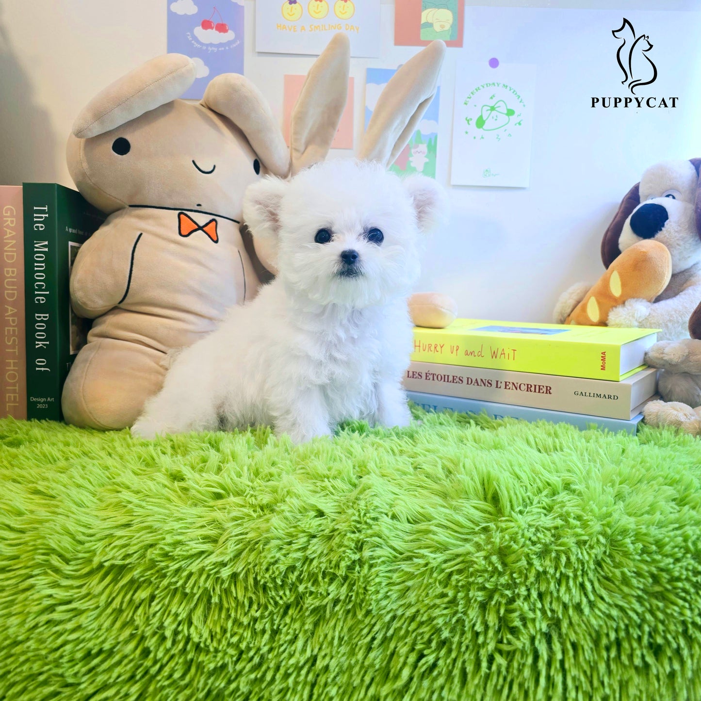 Mini Bichon Frise for sale-Tory
