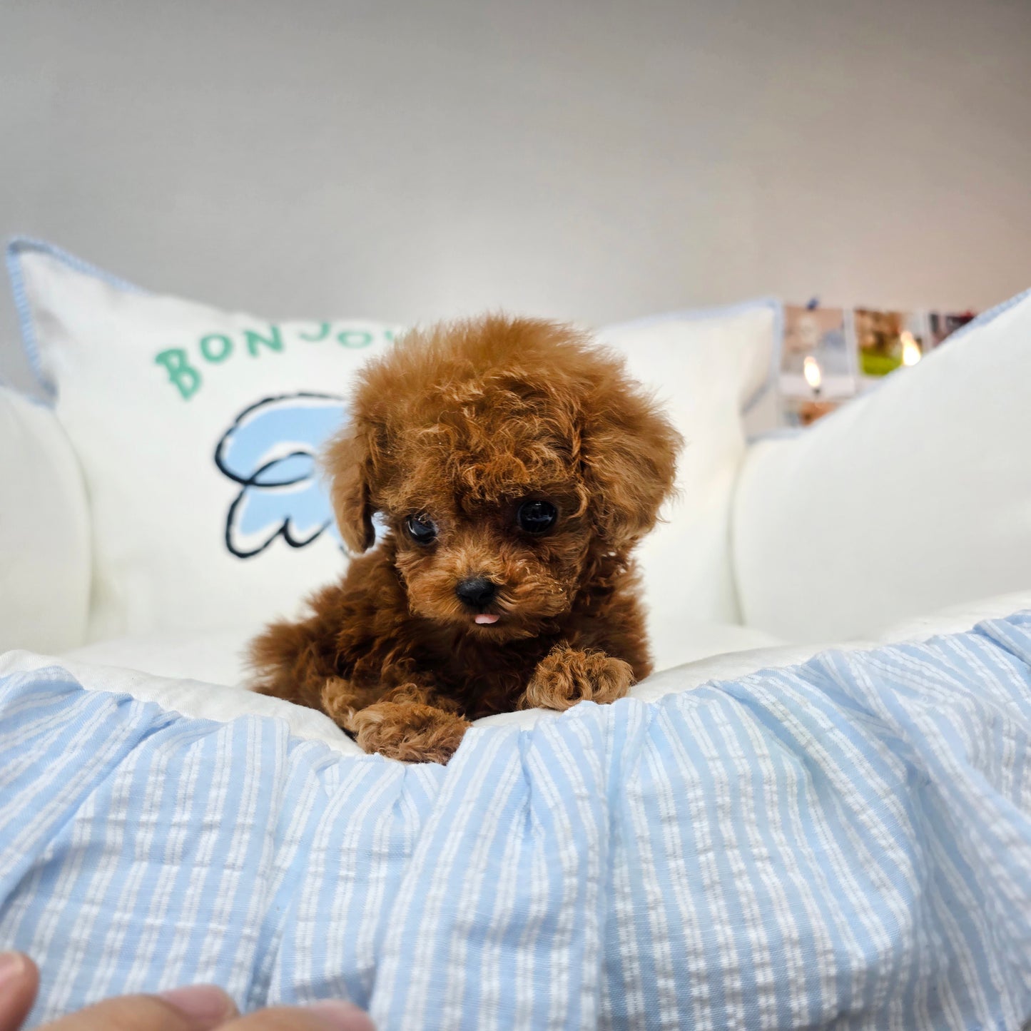 Toy poodle for sale-Michael