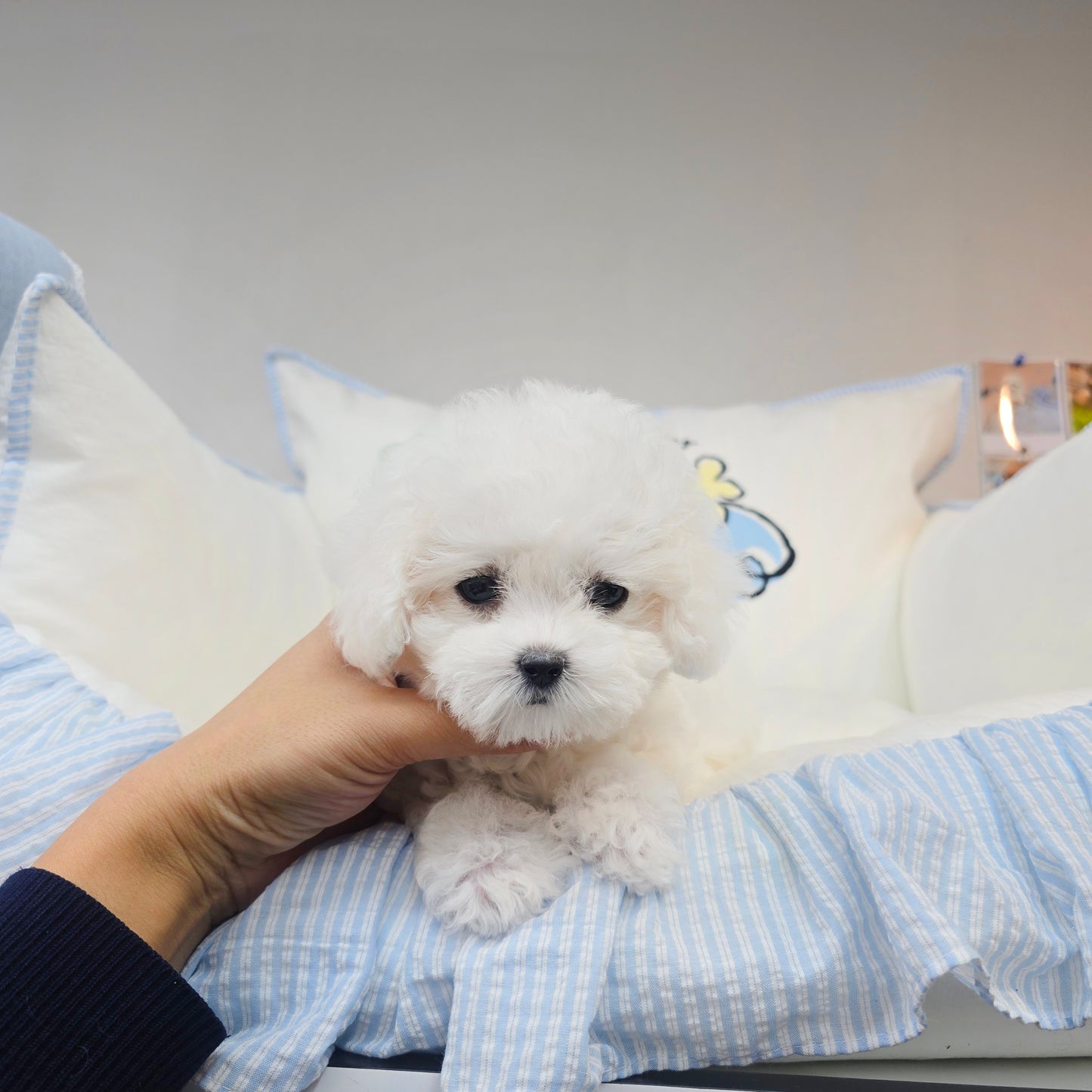 Bichon Frise- Sangchul (Singapore shipping fee included)