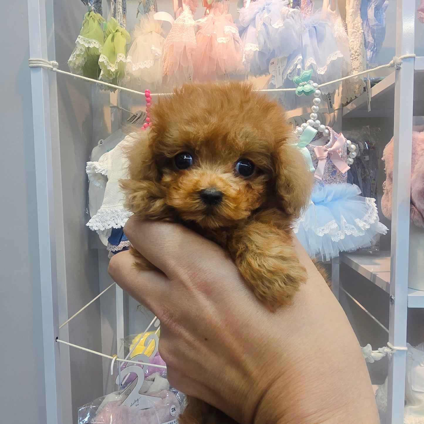 poodle for sale-Gamja