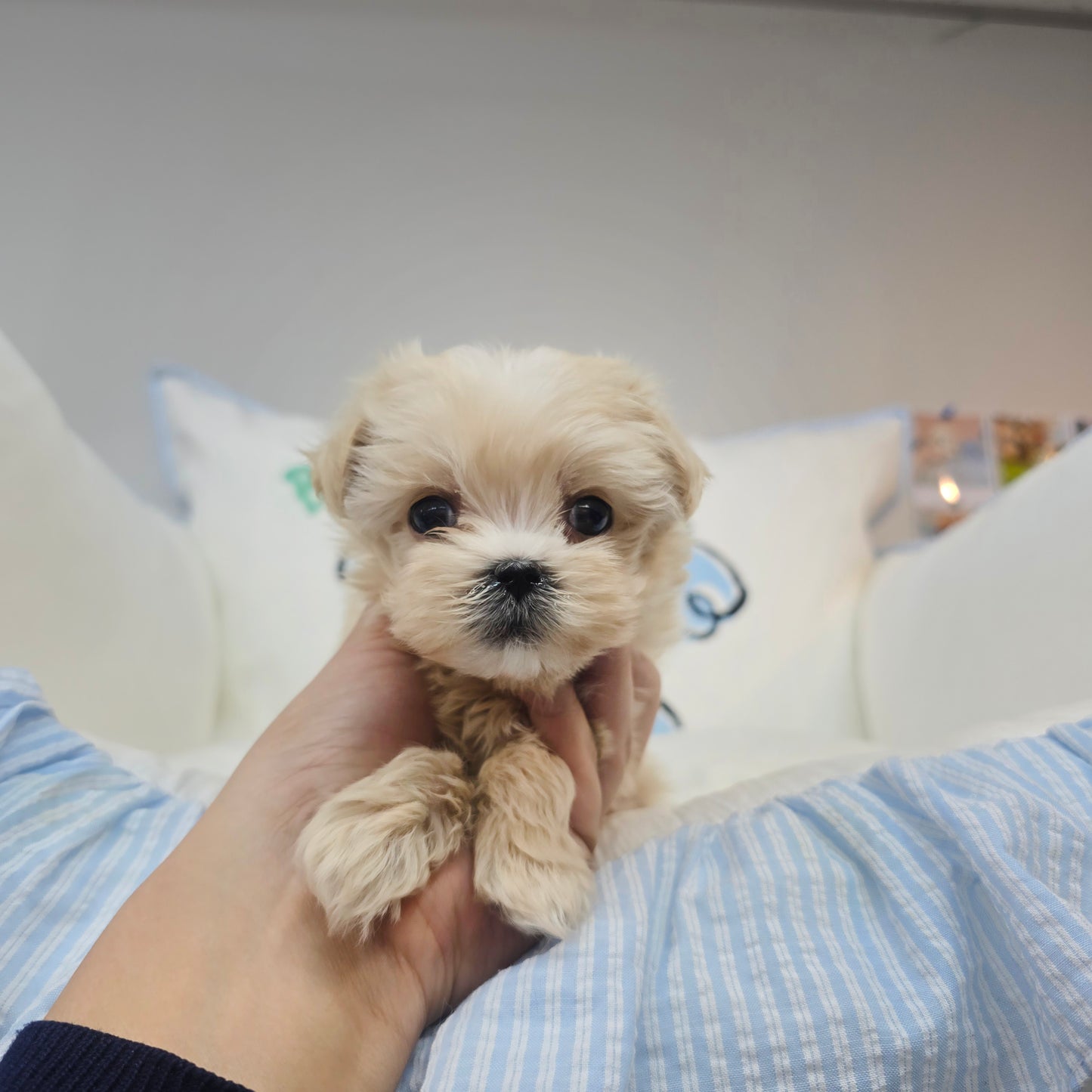 Mini Maltipoo for sale-Jeulme
