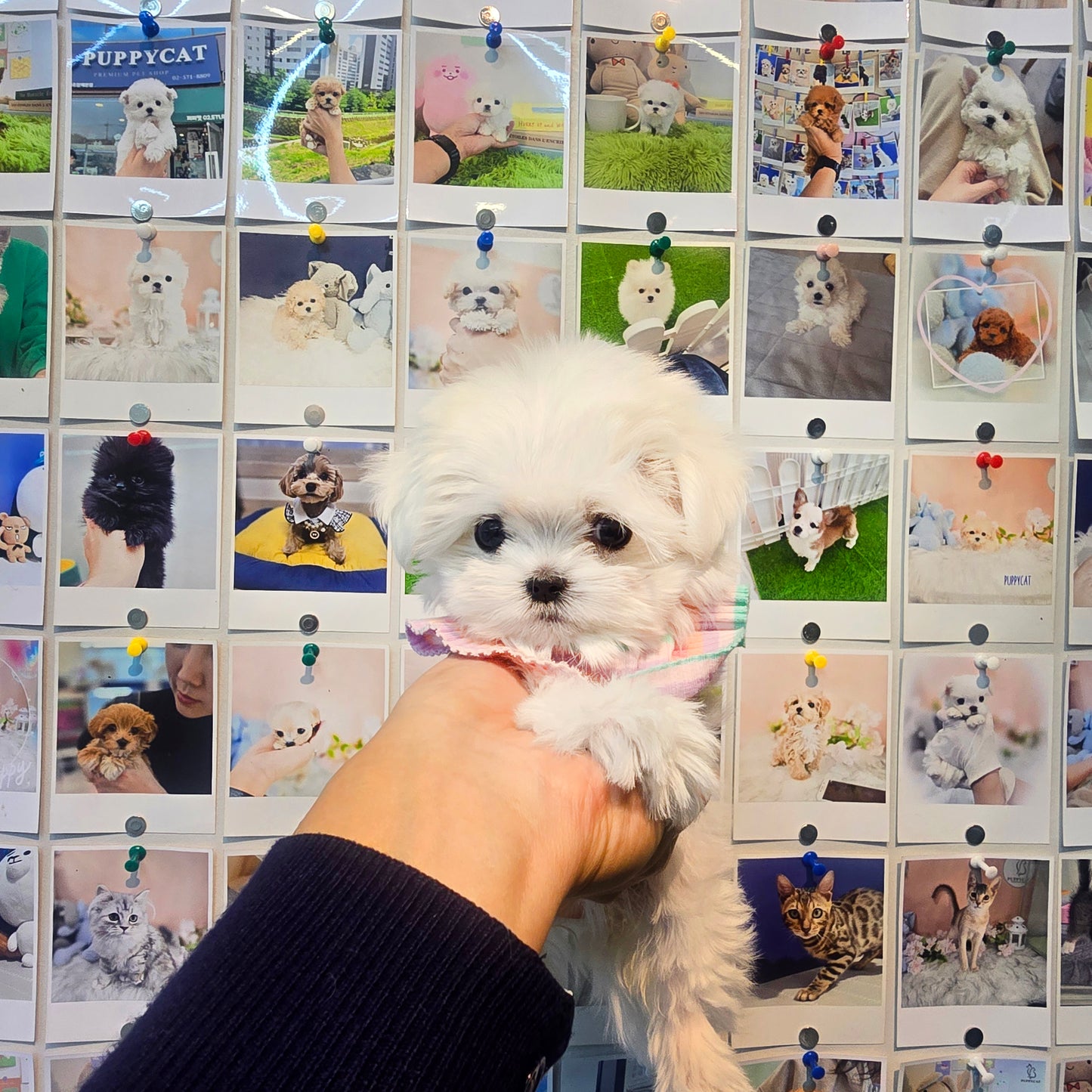 Mini Maltese for sale - sunja