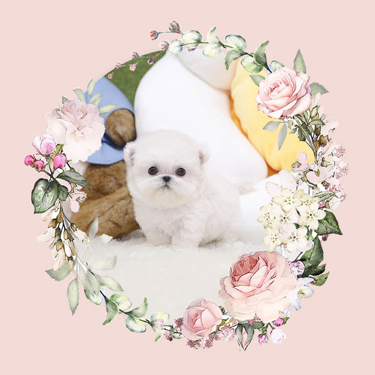 Mini Bichon Frise-Valentine (Singapore shipping fee included)