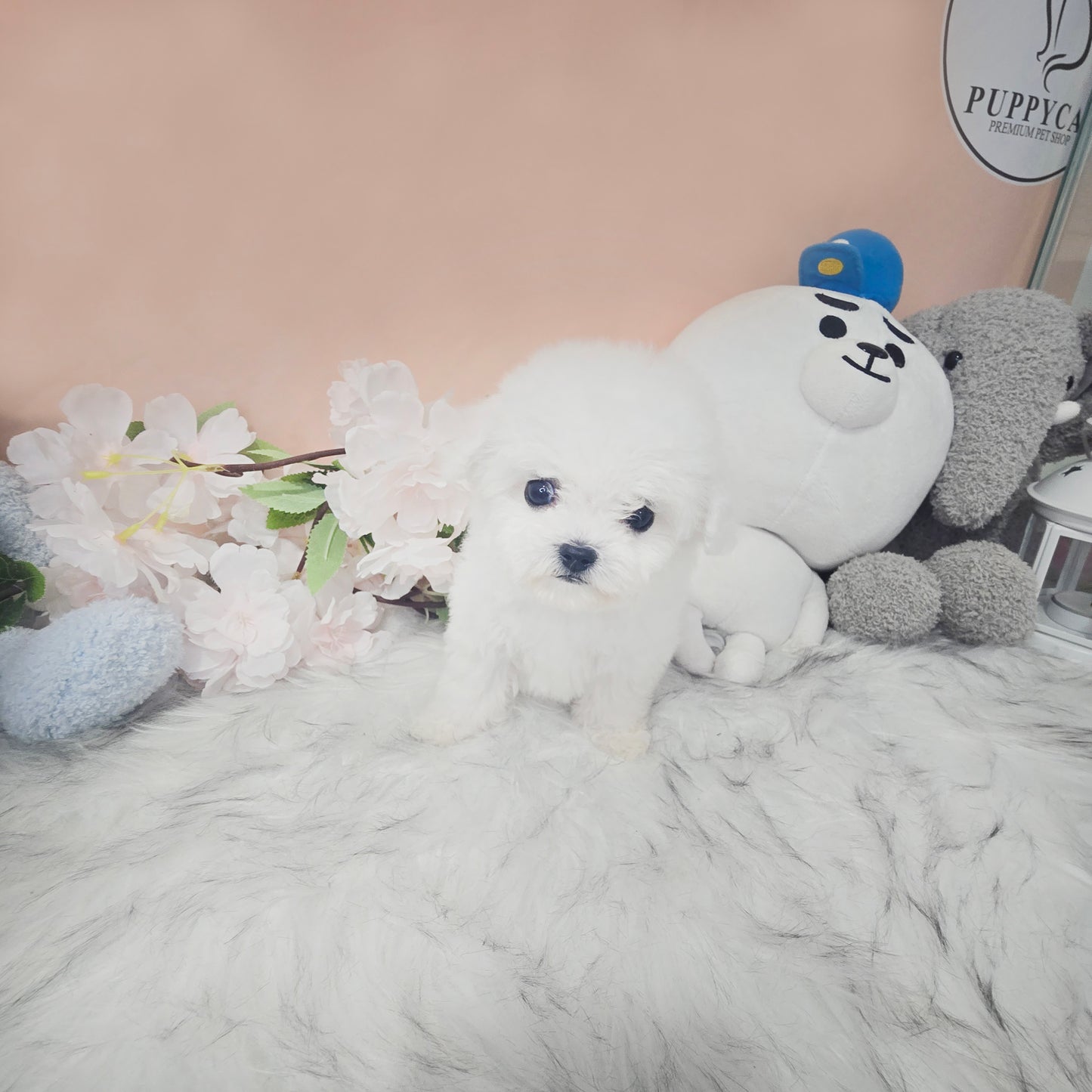 Mini Bichon - Lily (Singapore shipping fee included)