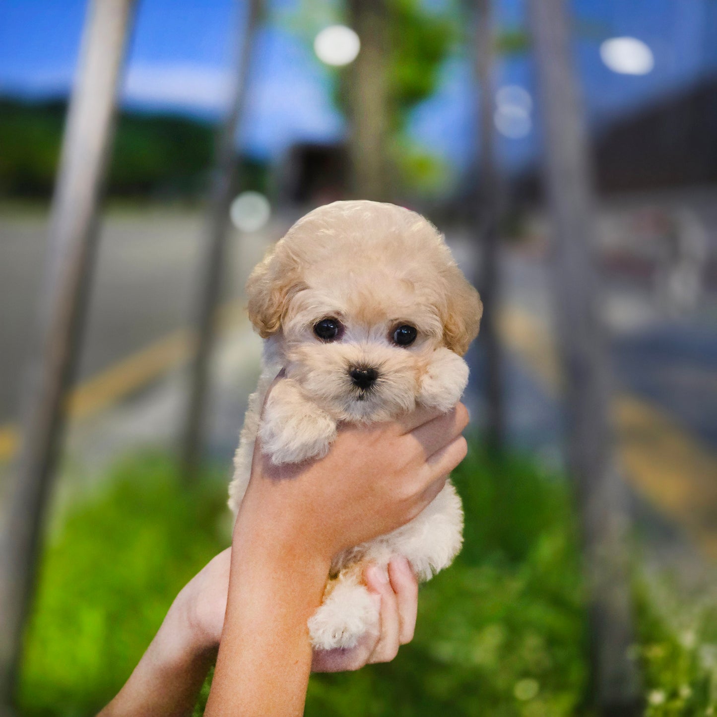 Mini Maltipoo- VIVI (Singapore shipping fee included)