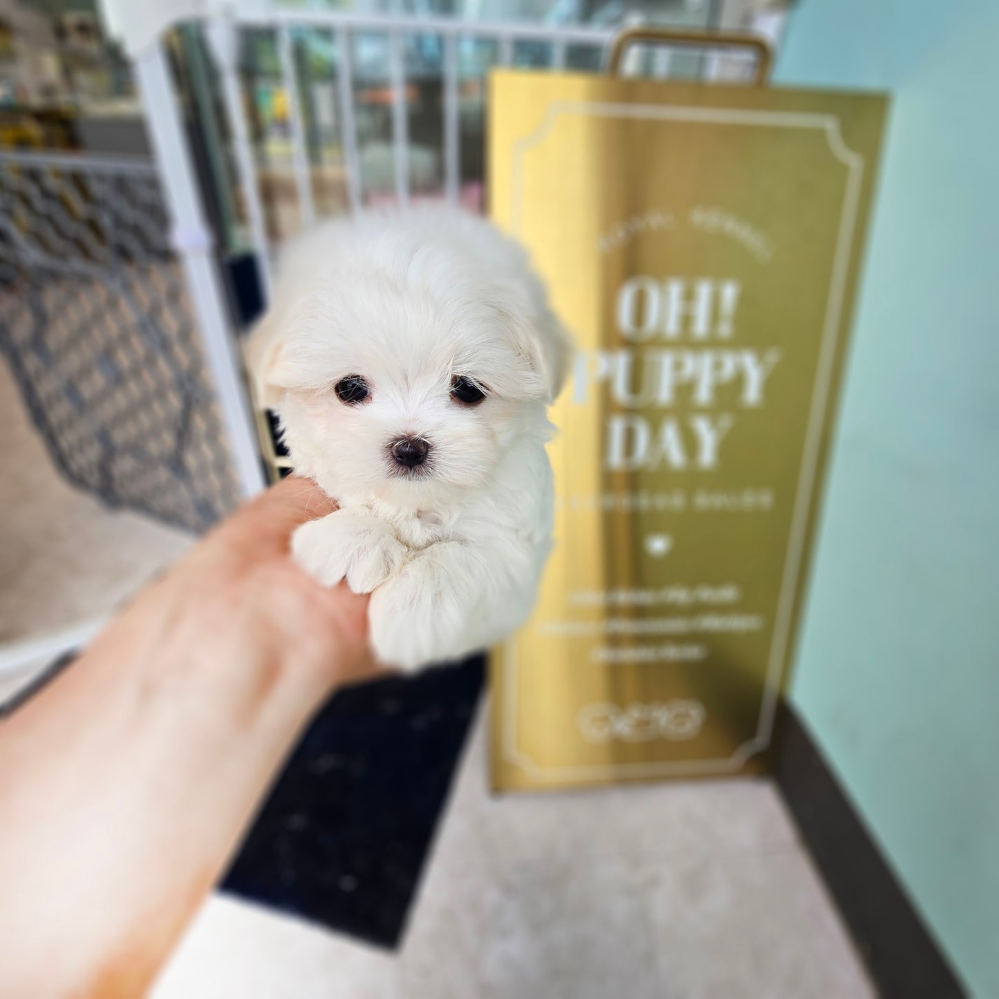 Mini Maltese- Puding (Singapore shipping fee included)