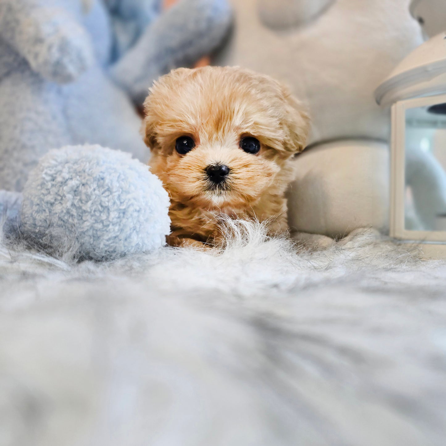 Mini Maltipoo- LOOPY (Singapore shipping fee included)