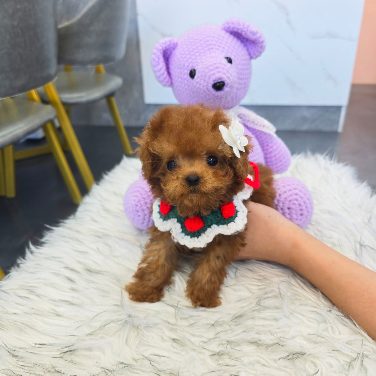 Toy poodle - Adam (Singapore shipping fee included)