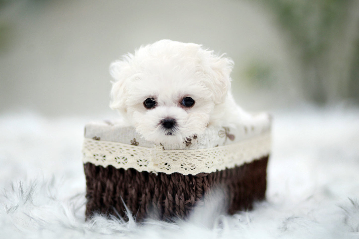 Bichon Frise for sale-Benji