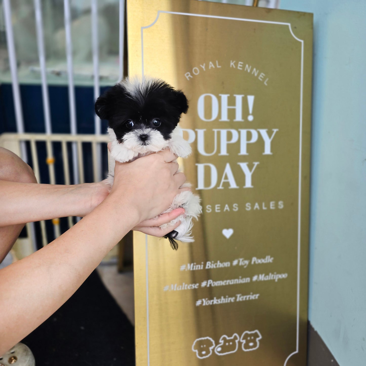 Mini Maltipoo- OREO(Singapore shipping fee included)