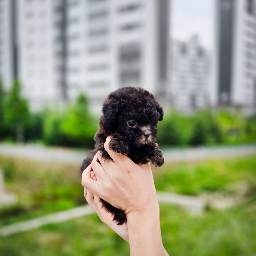 Tiny poodle for sale-Tiana