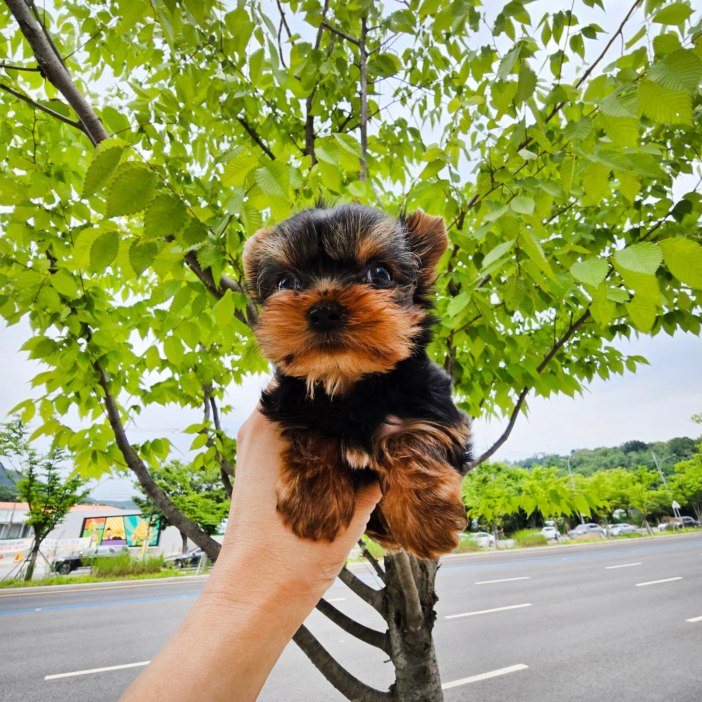 Yorkshire Terrier for sale-Terry