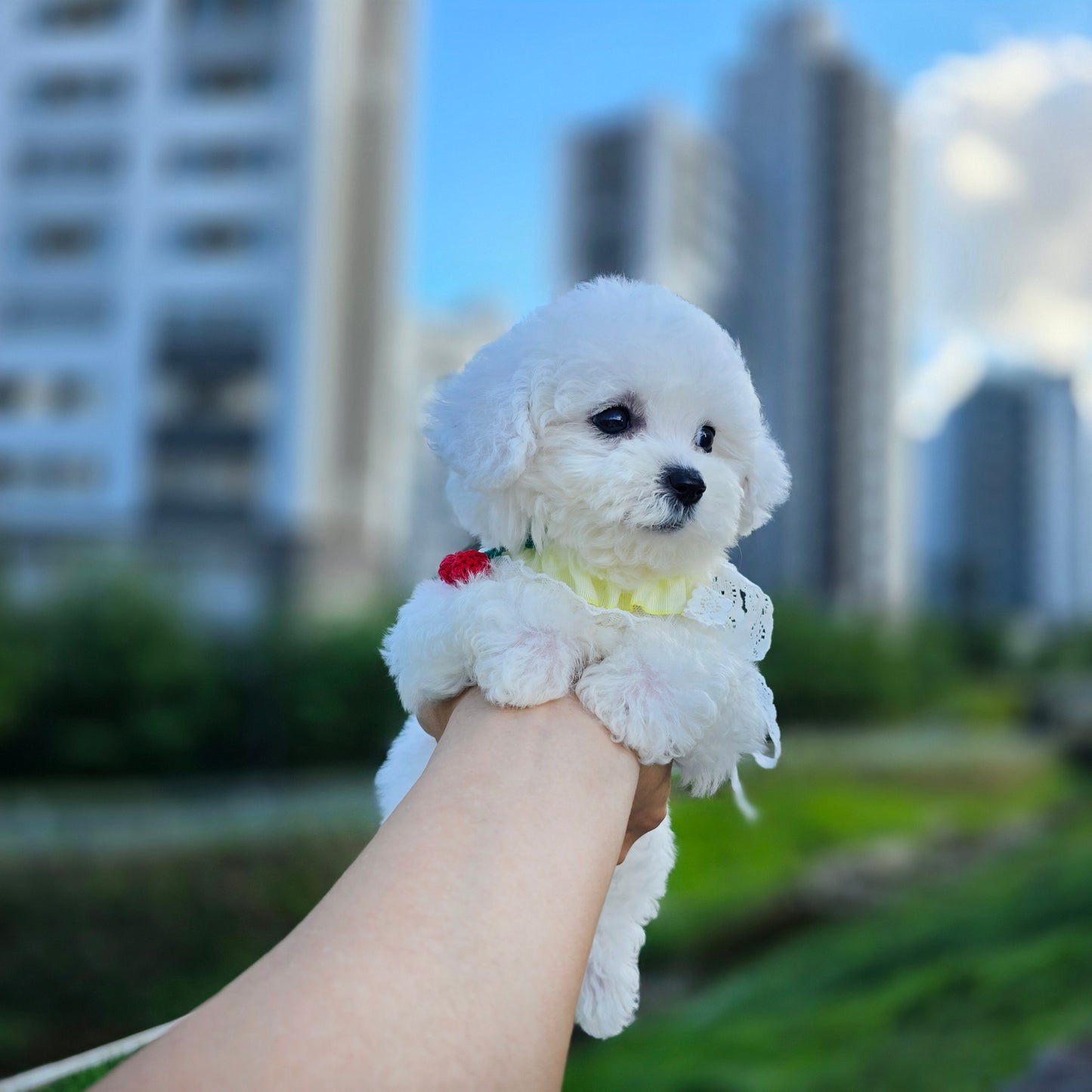 Mini Bichon Frise for sale-GOME