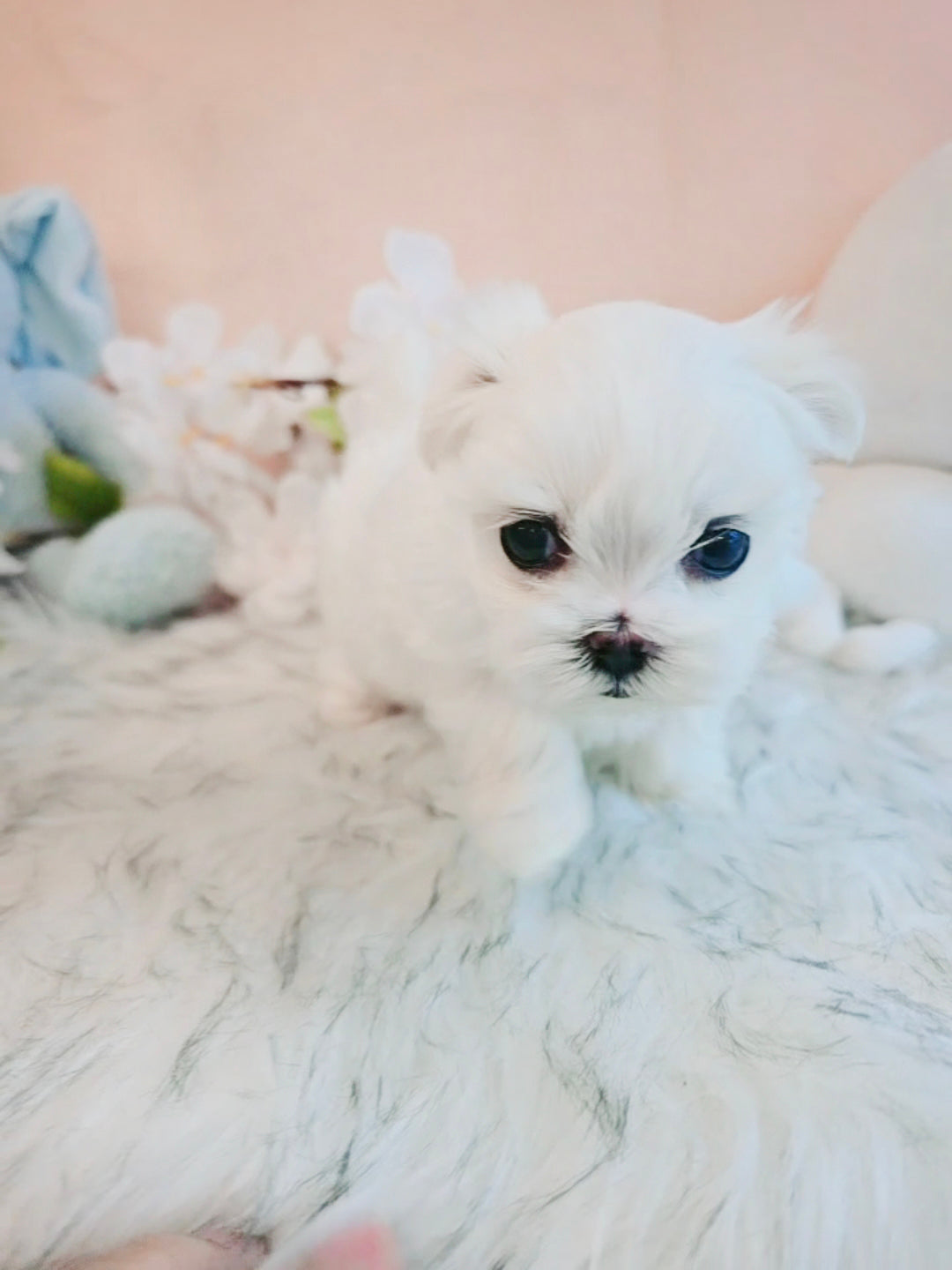 Mini Maltese- Bella (Singapore shipping fee included)