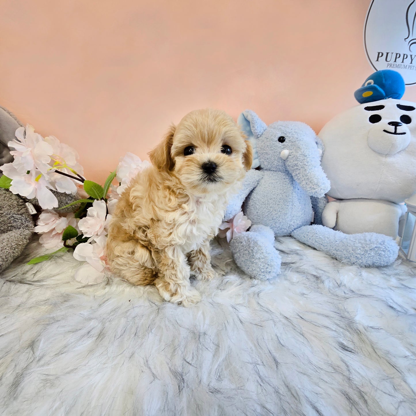 Mini Maltipoo- NATASHA (Singapore shipping fee included)