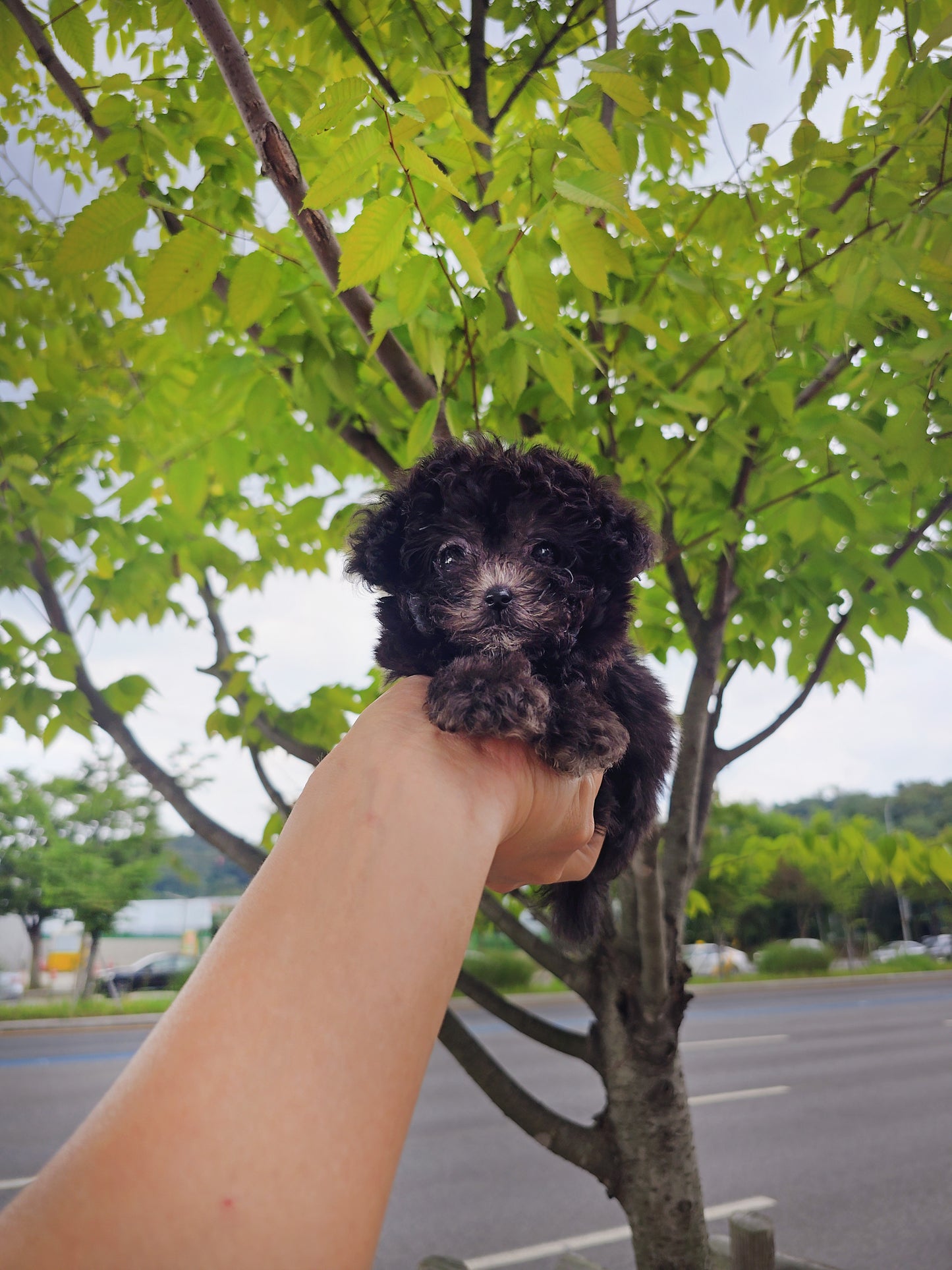 Toy poodle- Buddy (Singapore shipping fee included)