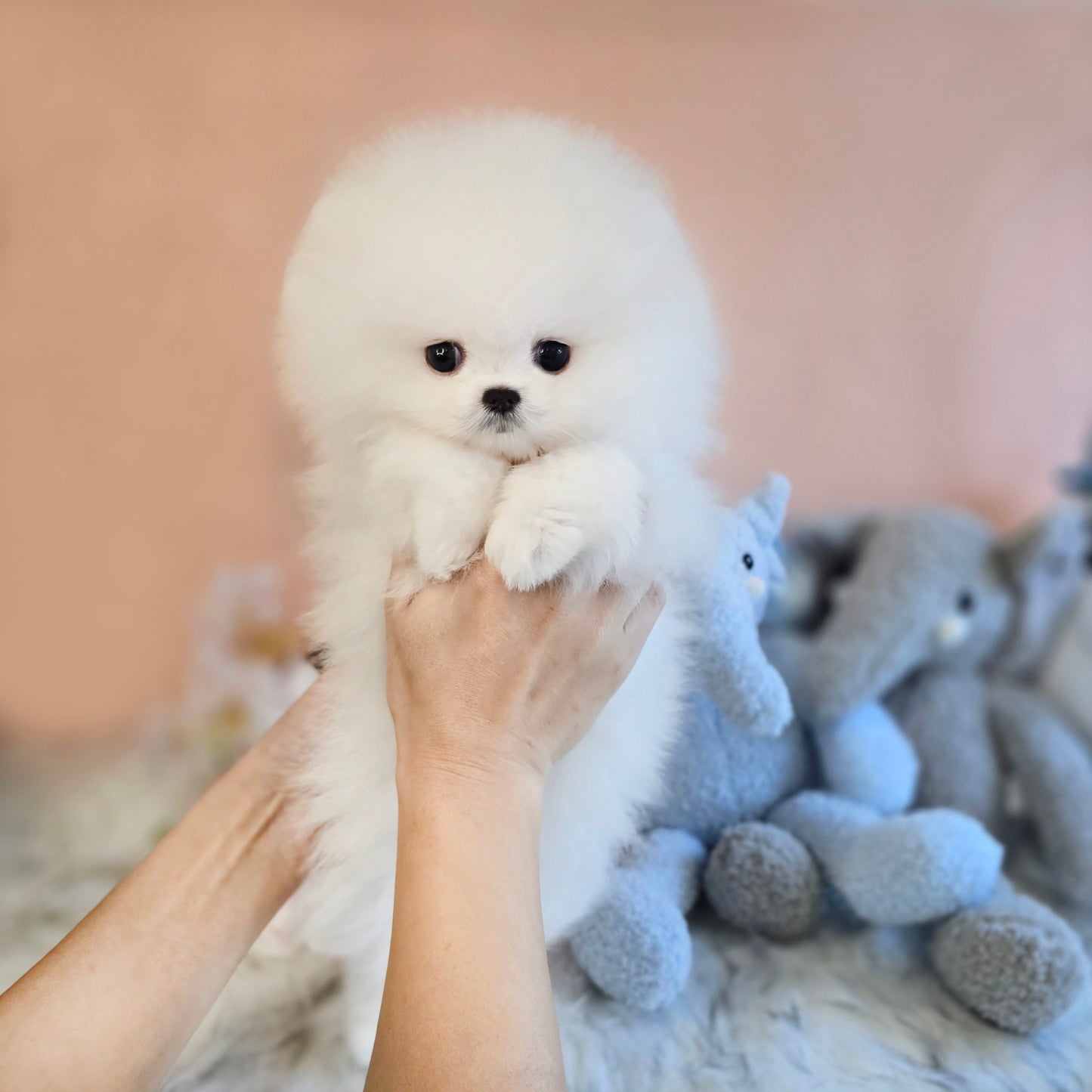 Pomeranian for sale- Daisy