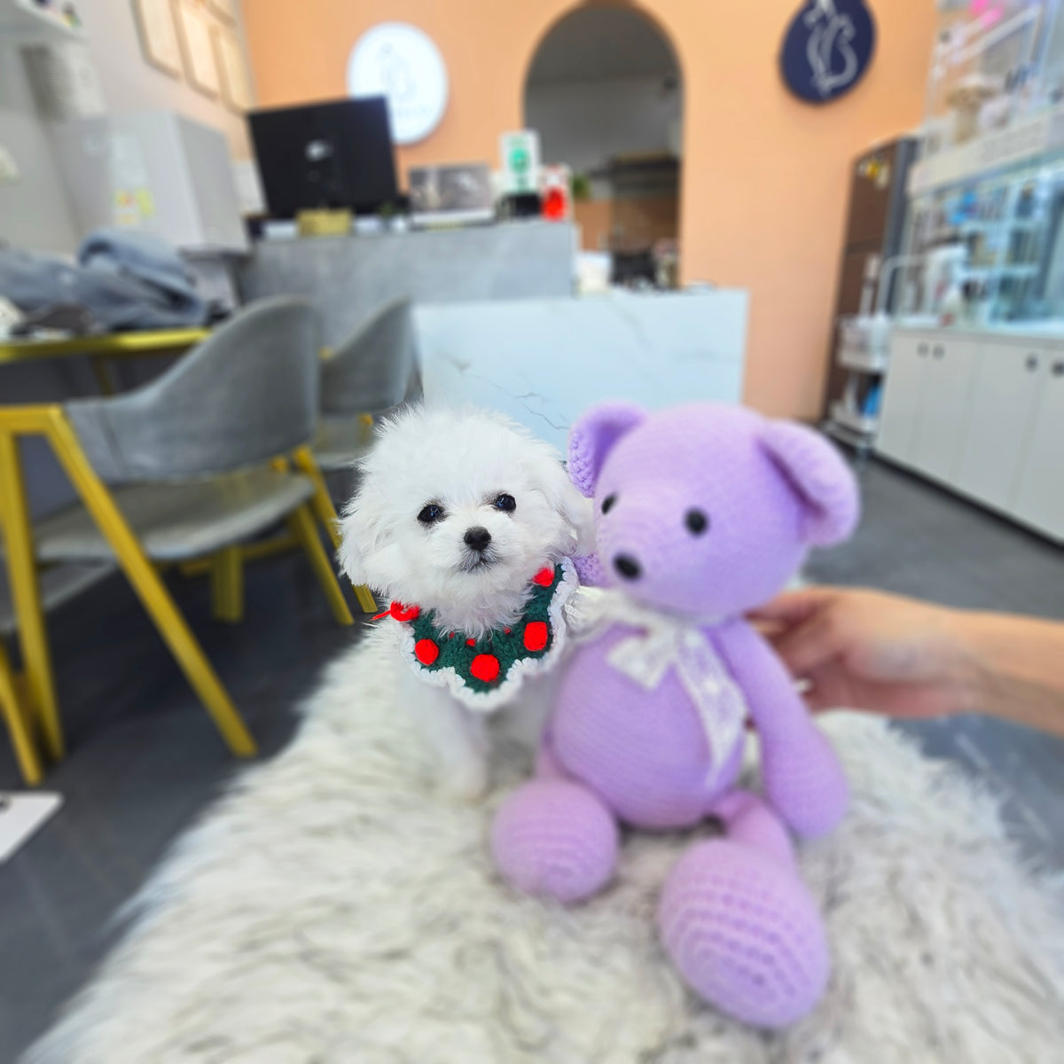 Mini Bichon Frise- Hera (Singapore shipping fee included)