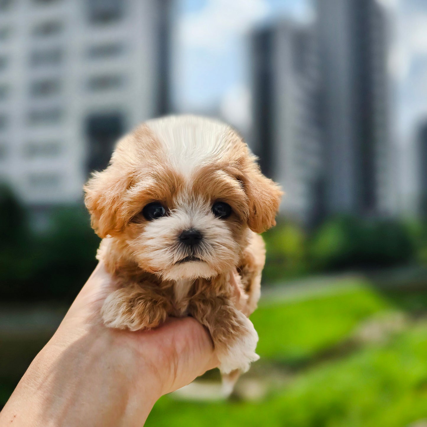 Mini Maltipoo for sale-LUCY