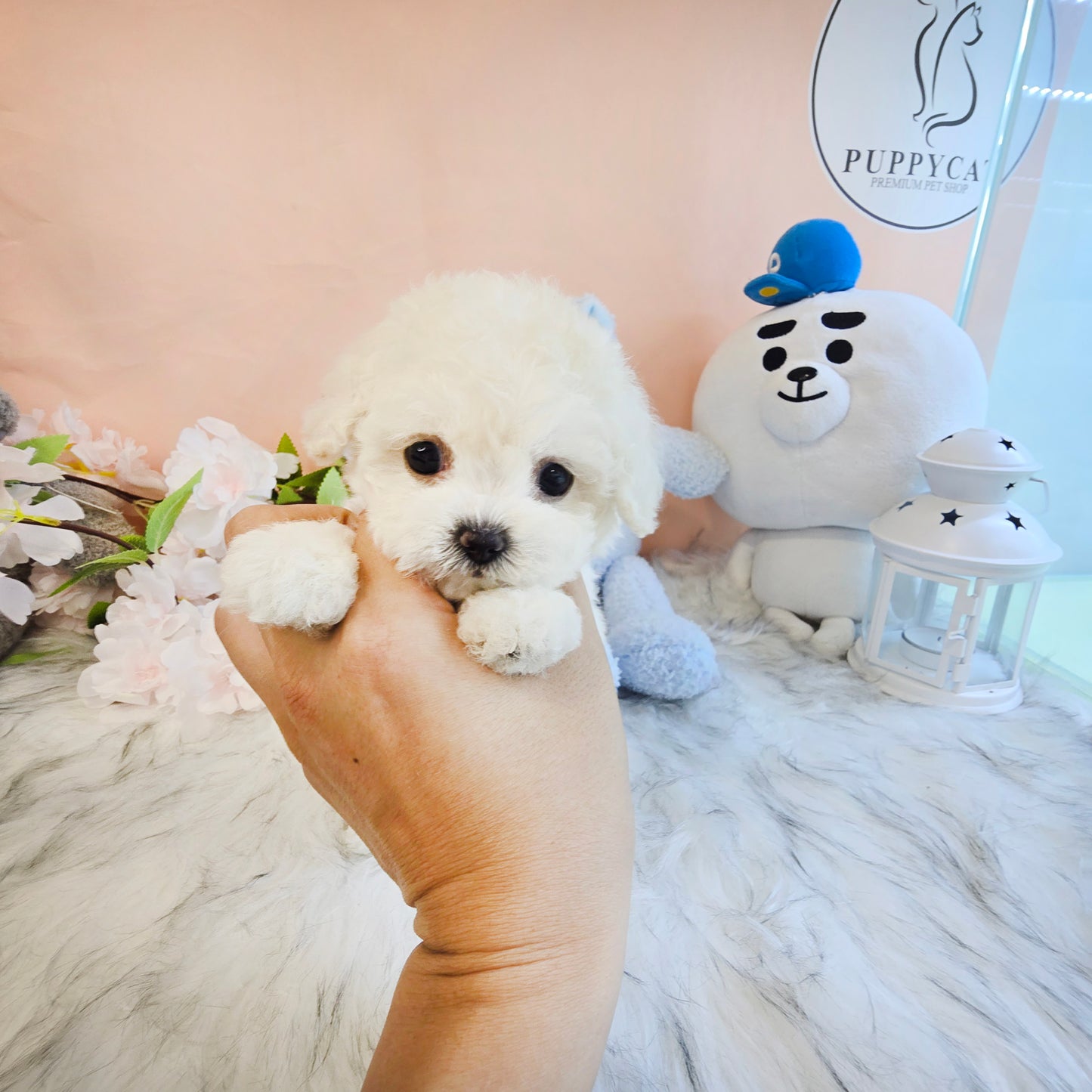 Mini Bichon Frise- MANGO (Singapore shipping fee included)